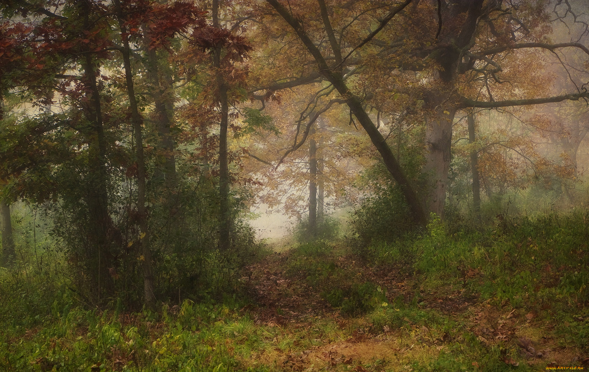 природа, лес, осень