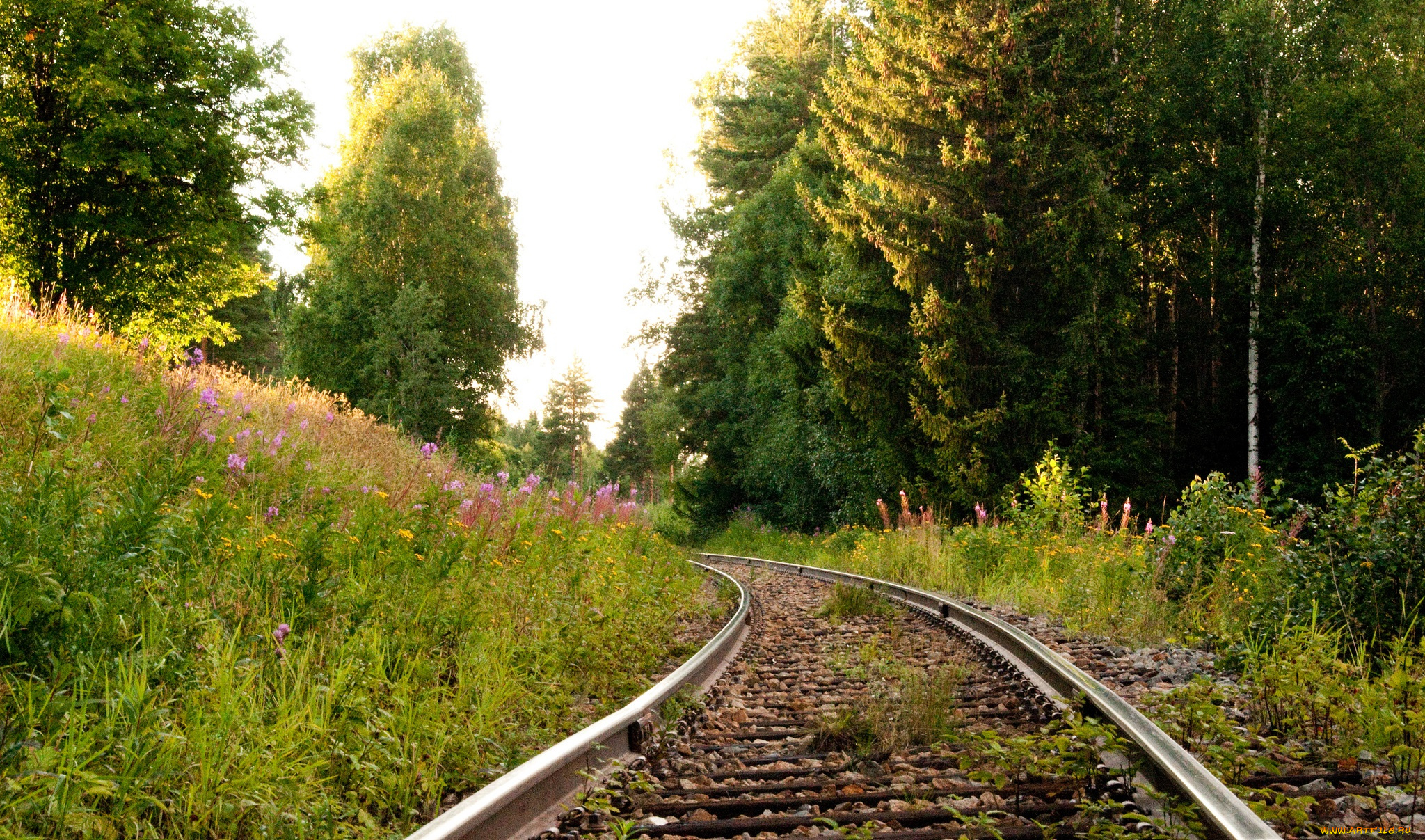 природа, дороги, лес, трава, цветы, рельсы, шпалы