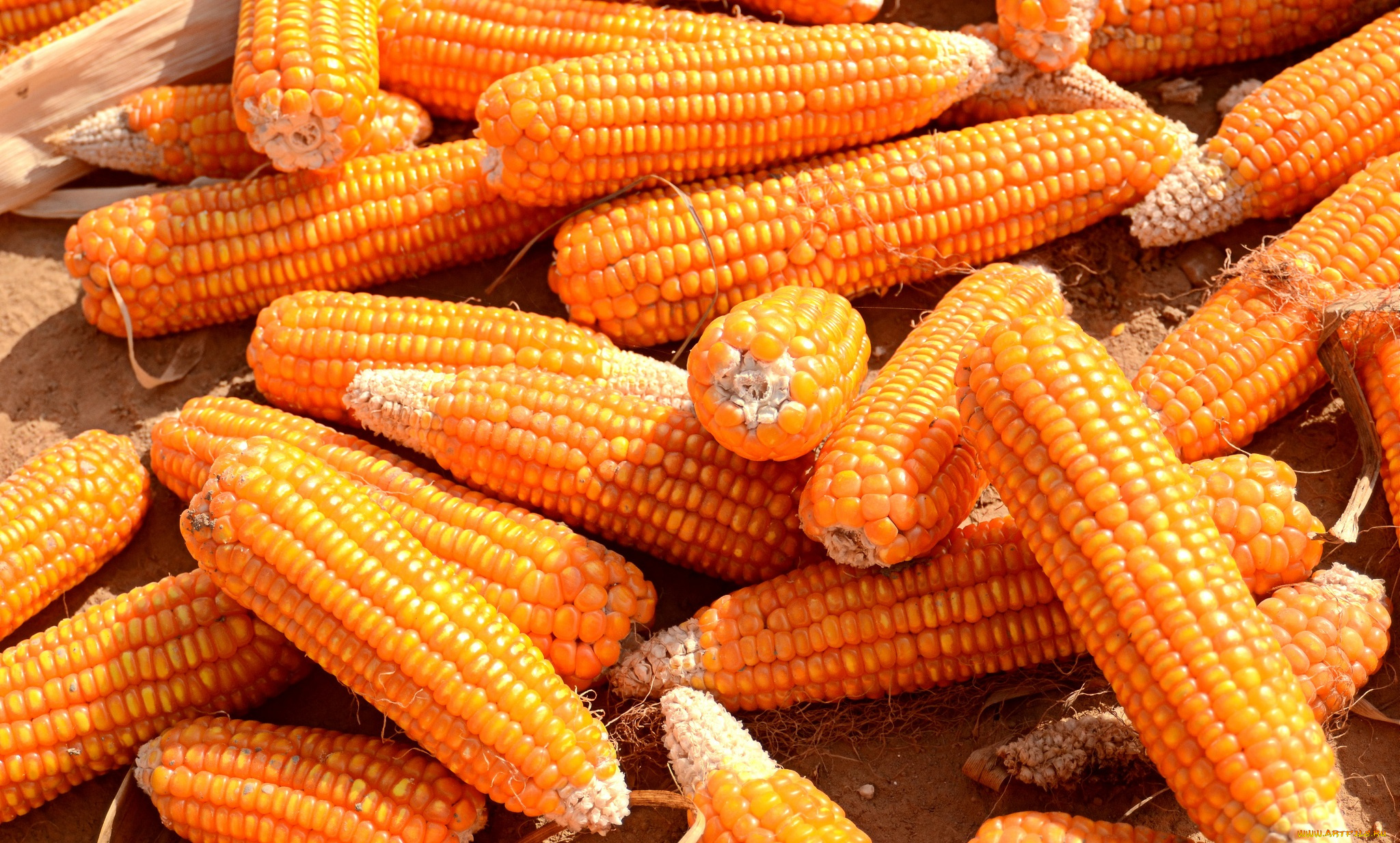 еда, кукуруза, початки