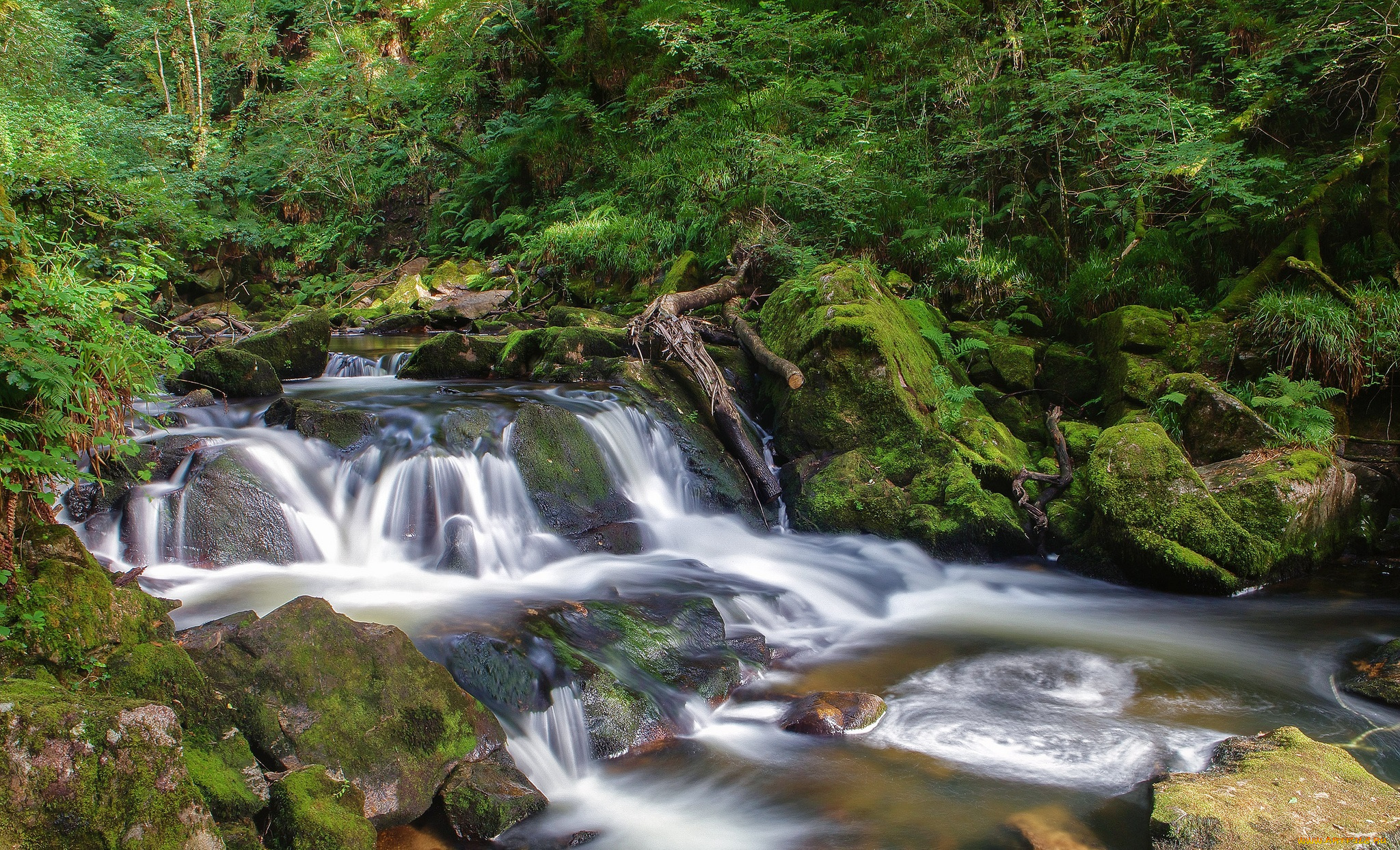 природа, реки, озера, лес, река, камни, пороги, трава, мох