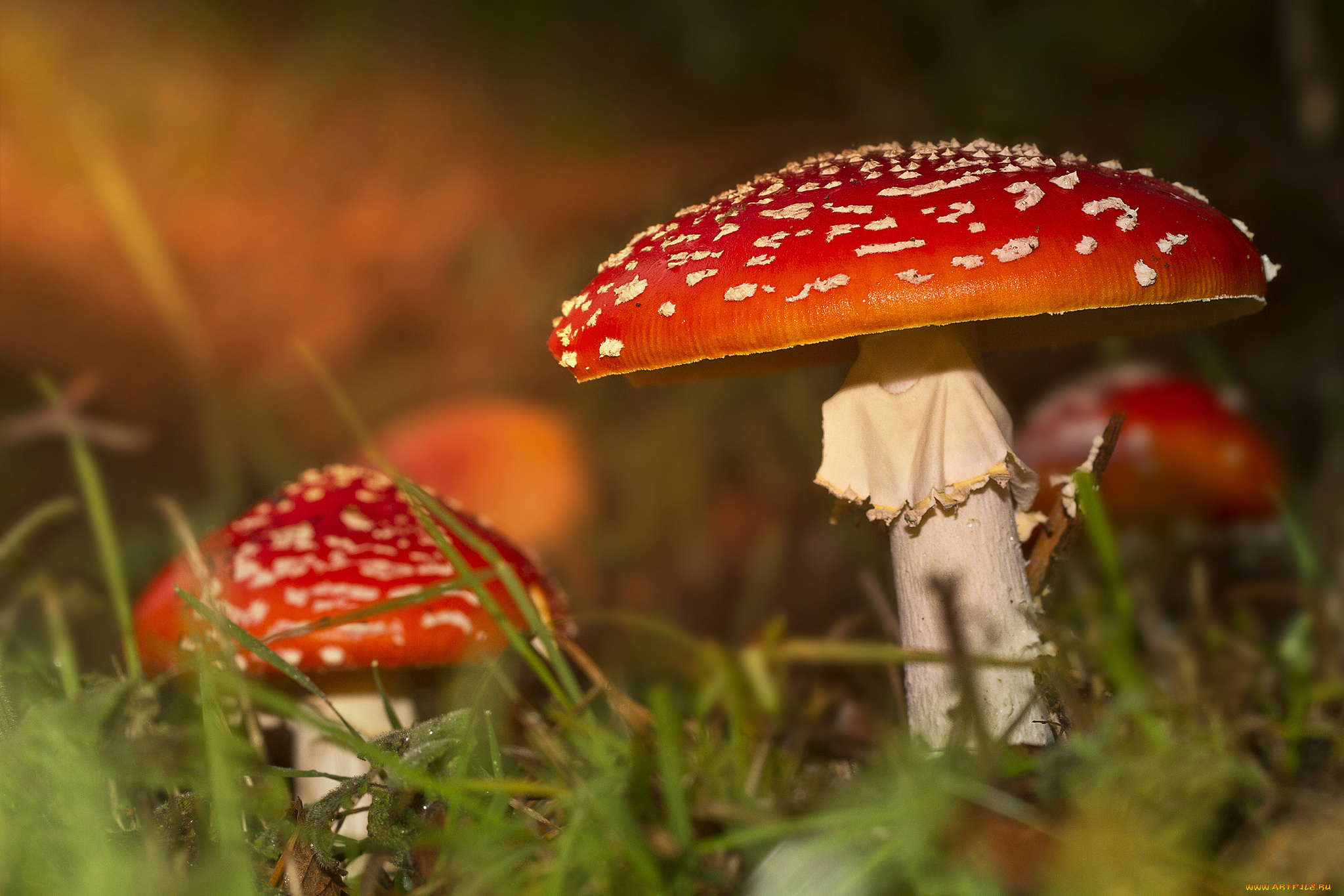 природа, грибы, мухомор, трава, мухоморы, осень, лес