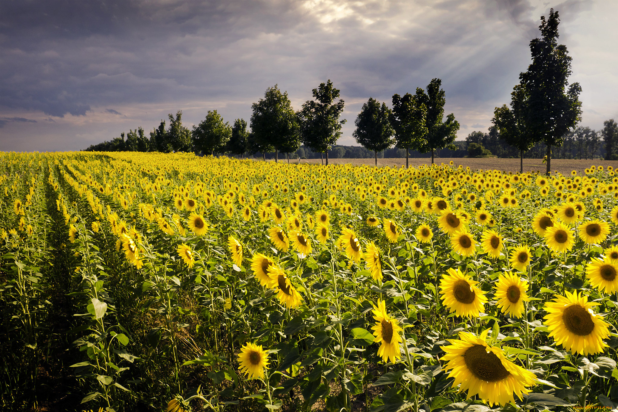 природа, поля, поле, подсолнухи, деревья, тучи