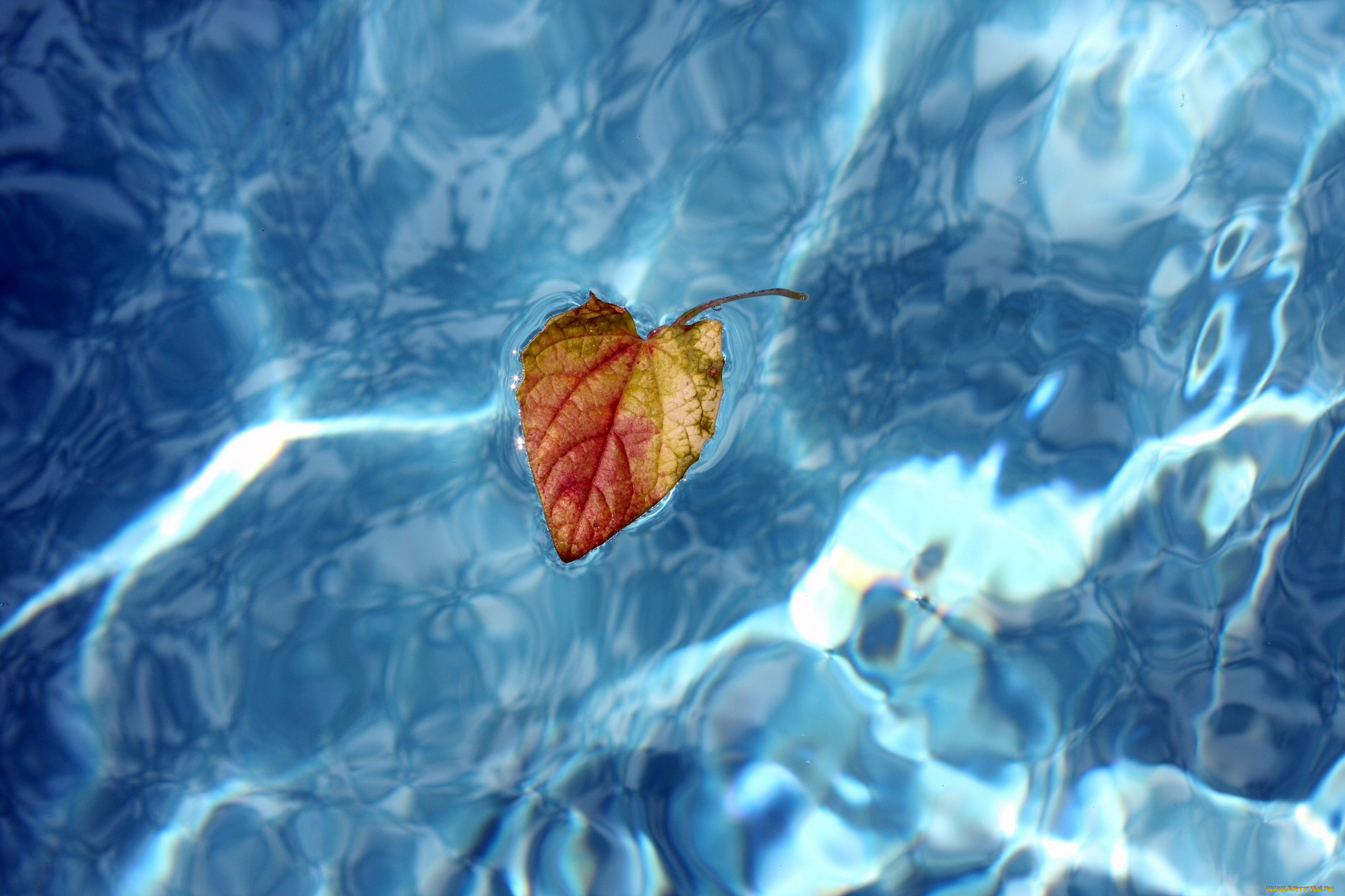 природа, листья, вода, листок