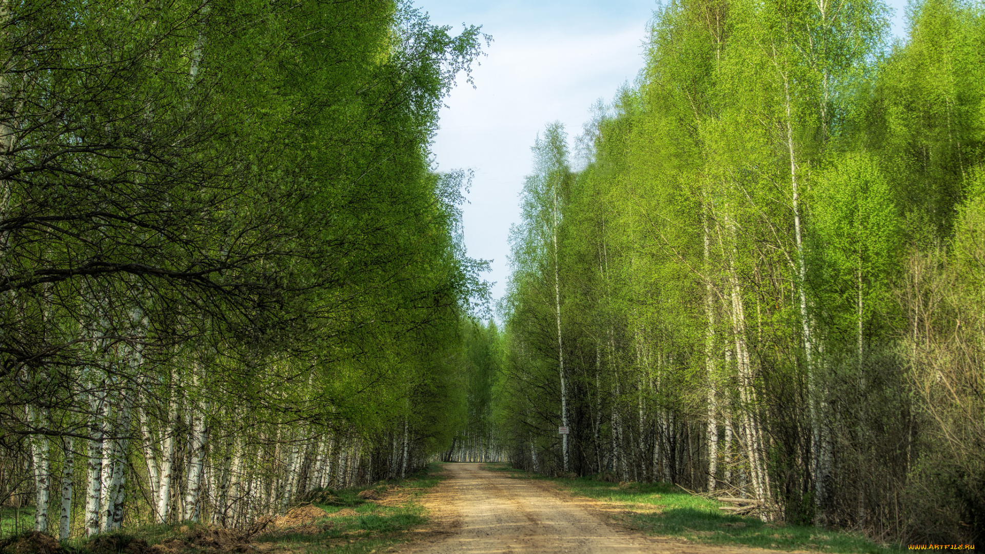 природа, дороги, дорога, лес