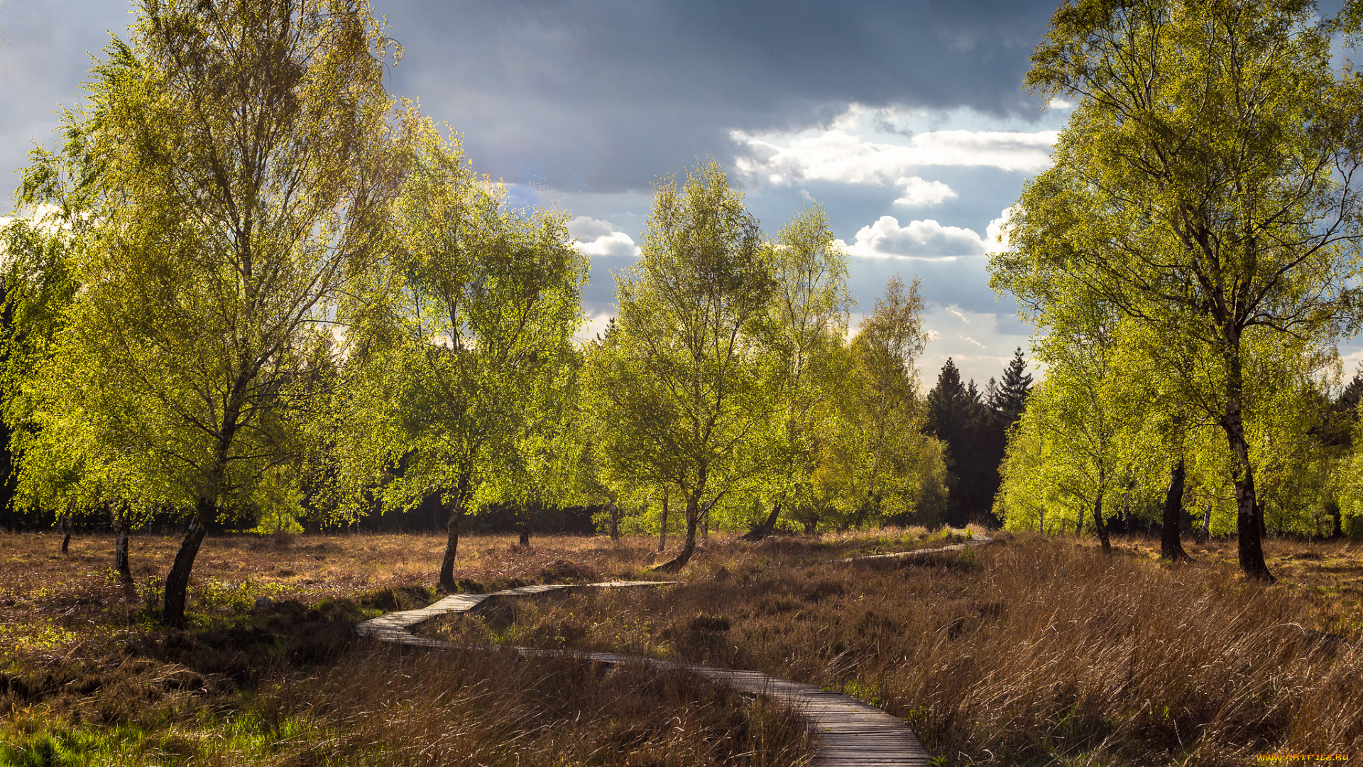природа, дороги, лес, мостки, поле