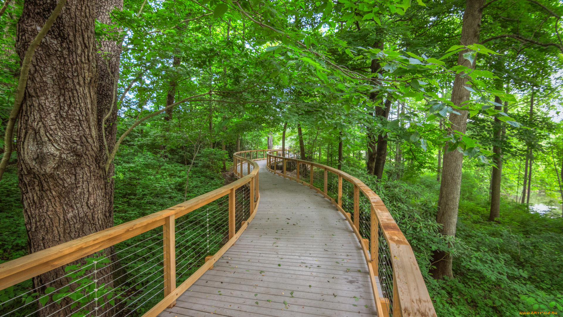 природа, дороги, мостик, лес