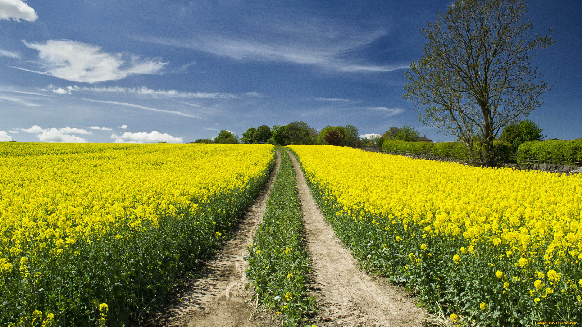 природа, дороги, поле, цветы, тракт