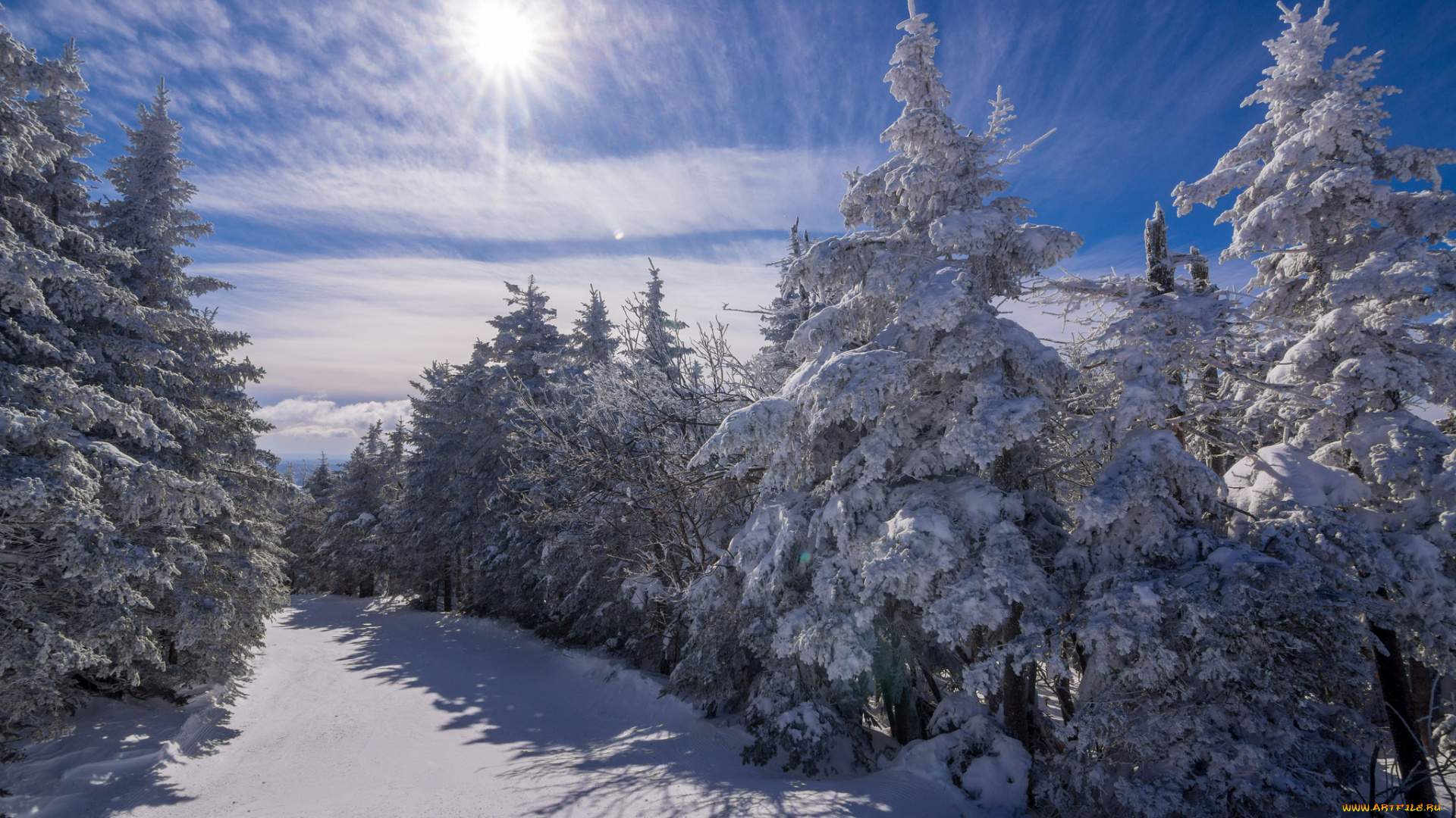 природа, зима, снег, ели, лес, солнце