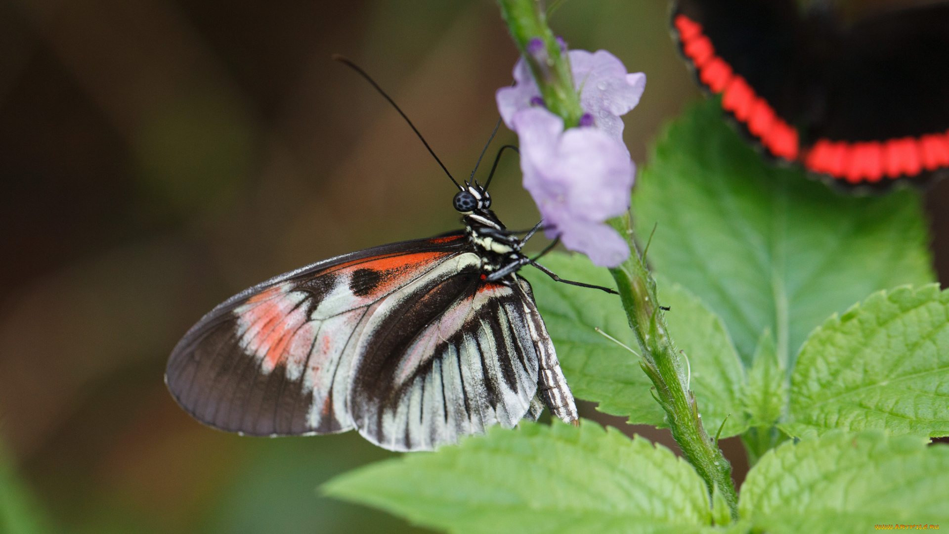 животные, бабочки, , мотыльки, , моли, цветы, фон, бабочка, макро, bob, decker, насекомое, усики, крылья, листья