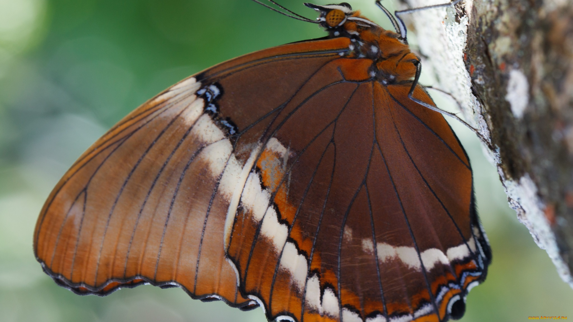 животные, бабочки, , мотыльки, , моли, крылья, фон, бабочка, усики, насекомое, листья, макро, bob, decker