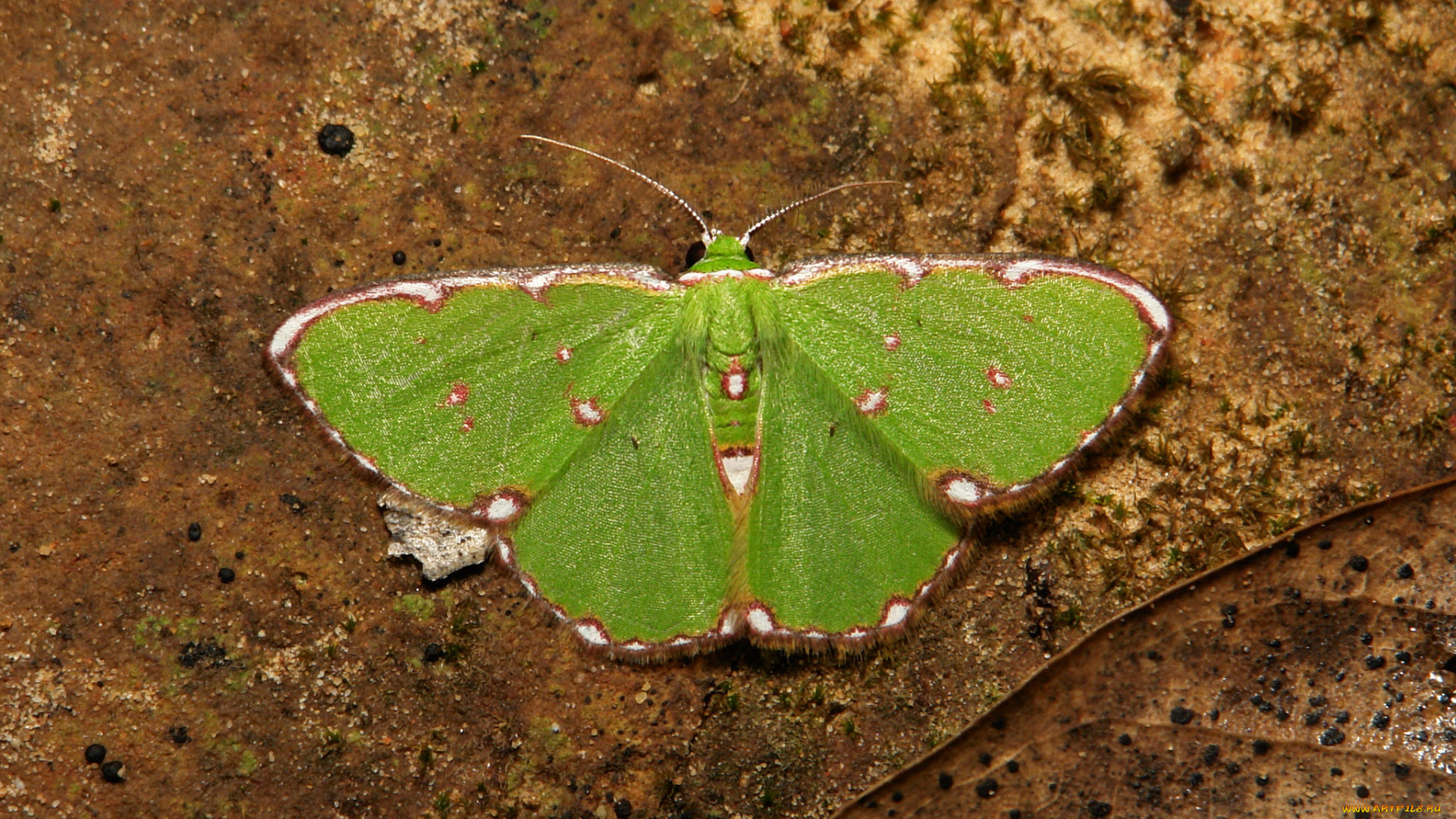 животные, бабочки, , мотыльки, , моли, макро, зелёный, мотылёк, itchydogimages, насекомое