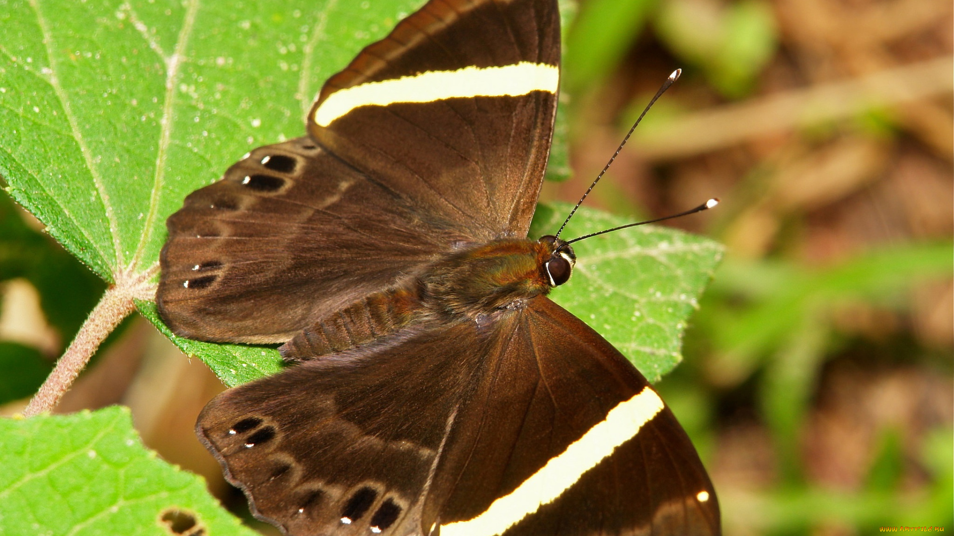 животные, бабочки, , мотыльки, , моли, макро, itchydogimages, усики, крылья, коричневая, бабочка, насекомое