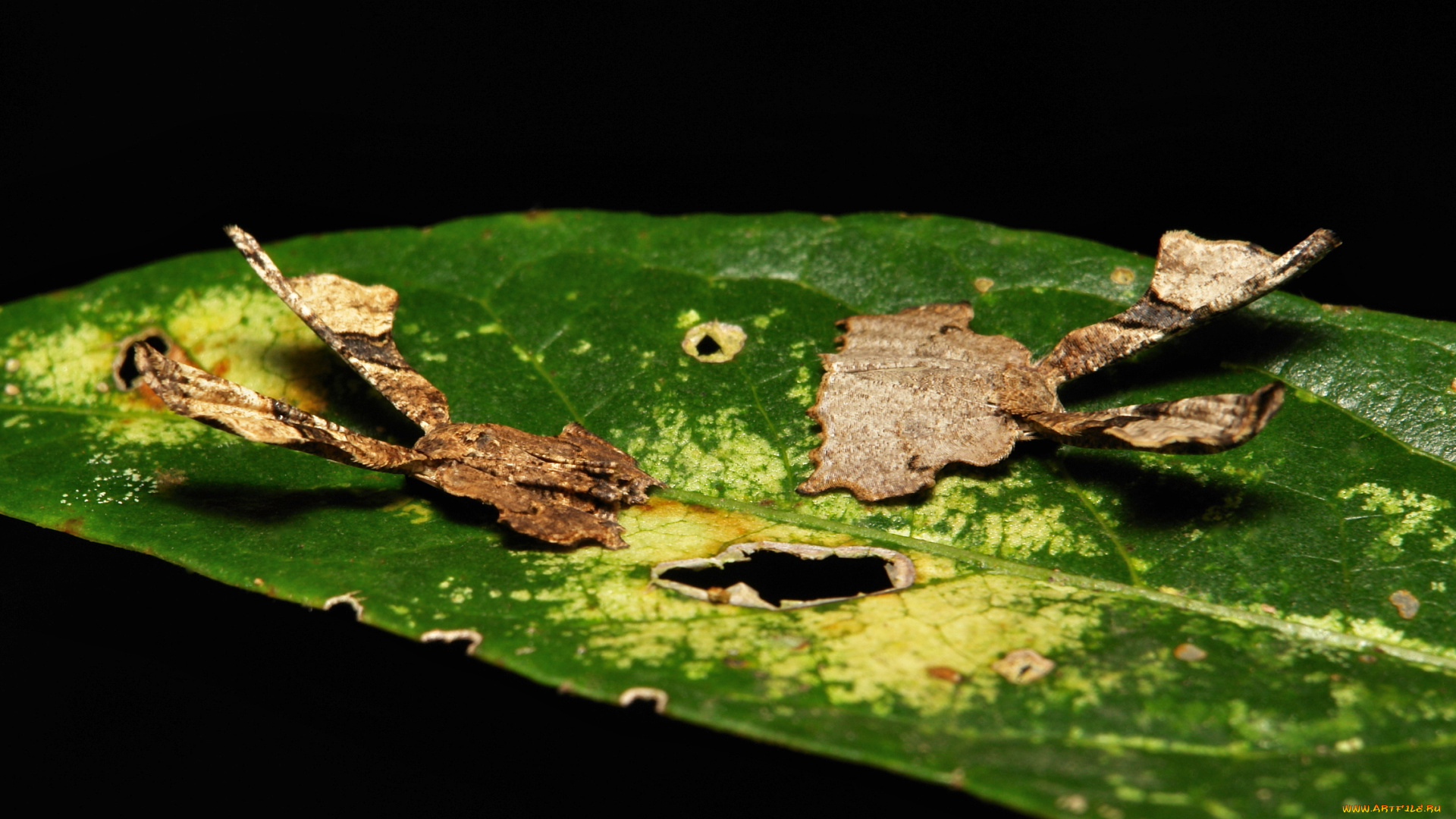 животные, бабочки, , мотыльки, , моли, моли, лист, насекомые, макро, itchydogimages