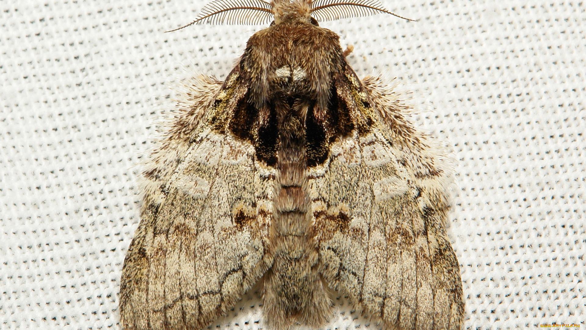 животные, бабочки, , мотыльки, , моли, вязанное, макро, усики, крылья, моль, полотно, узор, itchydogimages