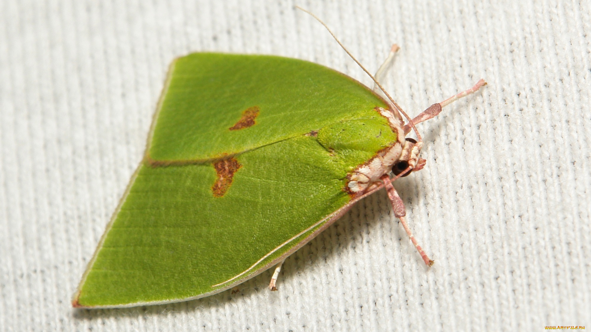 животные, бабочки, , мотыльки, , моли, зелёная, моль, крылья, макро, itchydogimages