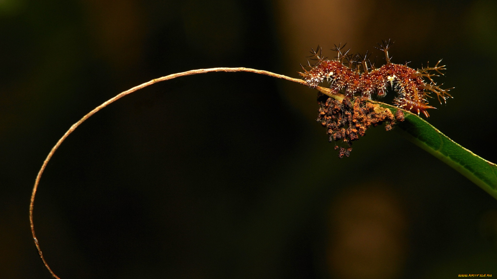 животные, гусеницы, фон, травинка, itchydogimages, гусеница, макро