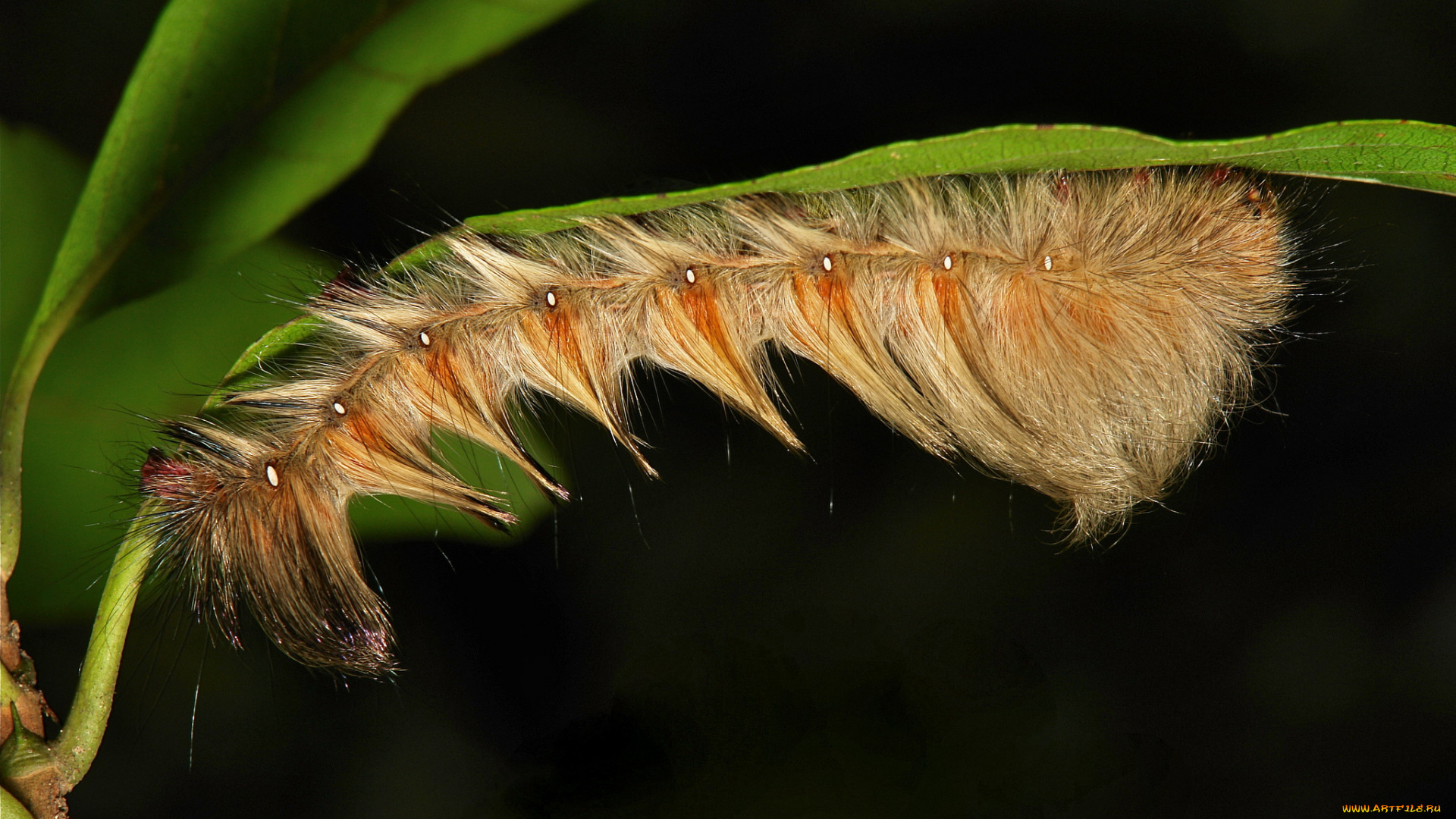 животные, гусеницы, гусеница, макро, itchydogimages, веточка
