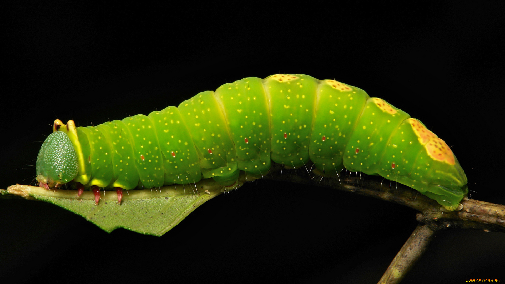 животные, гусеницы, макро, гусеница, листья, веточка, itchydogimages