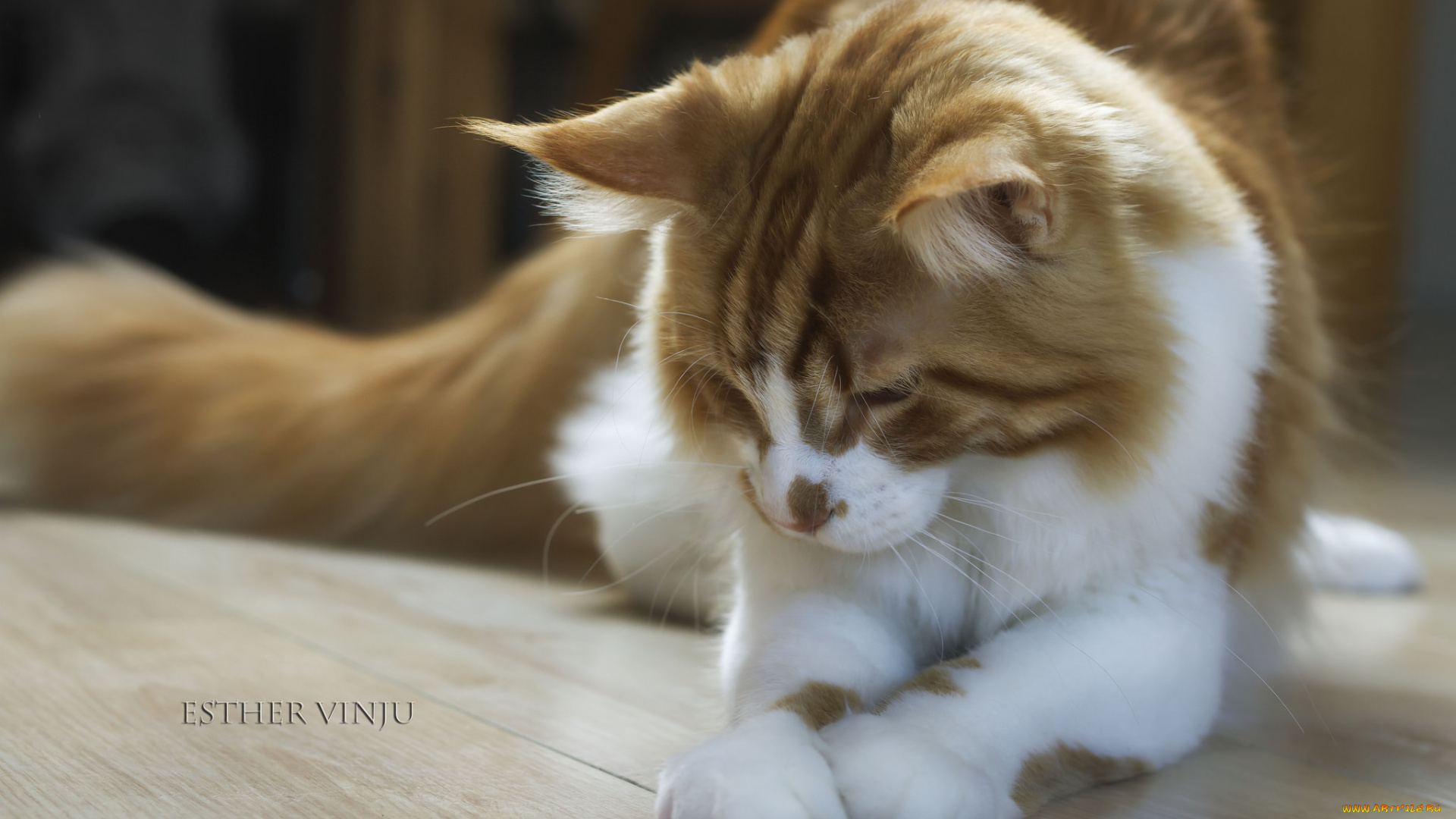 животные, коты, кот, лапки, бело-рыжий