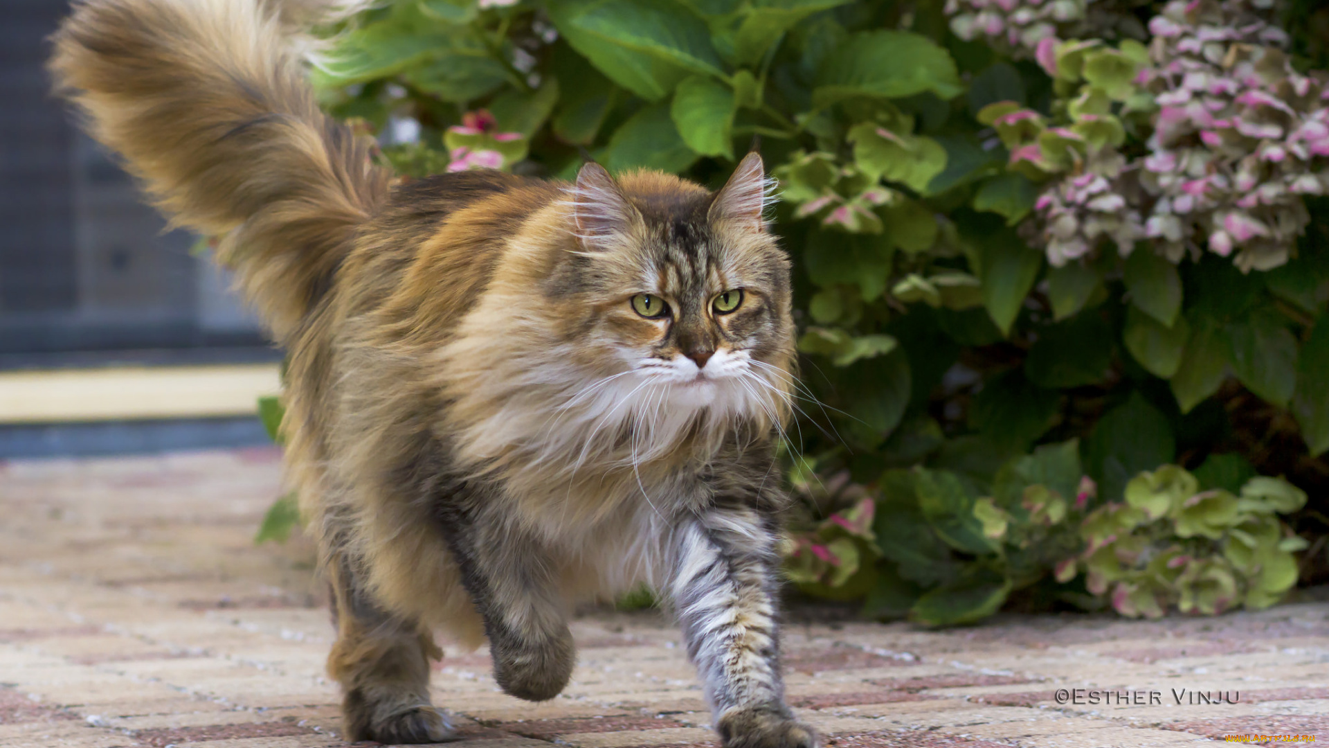 животные, коты, куст, бежит, коте, киса