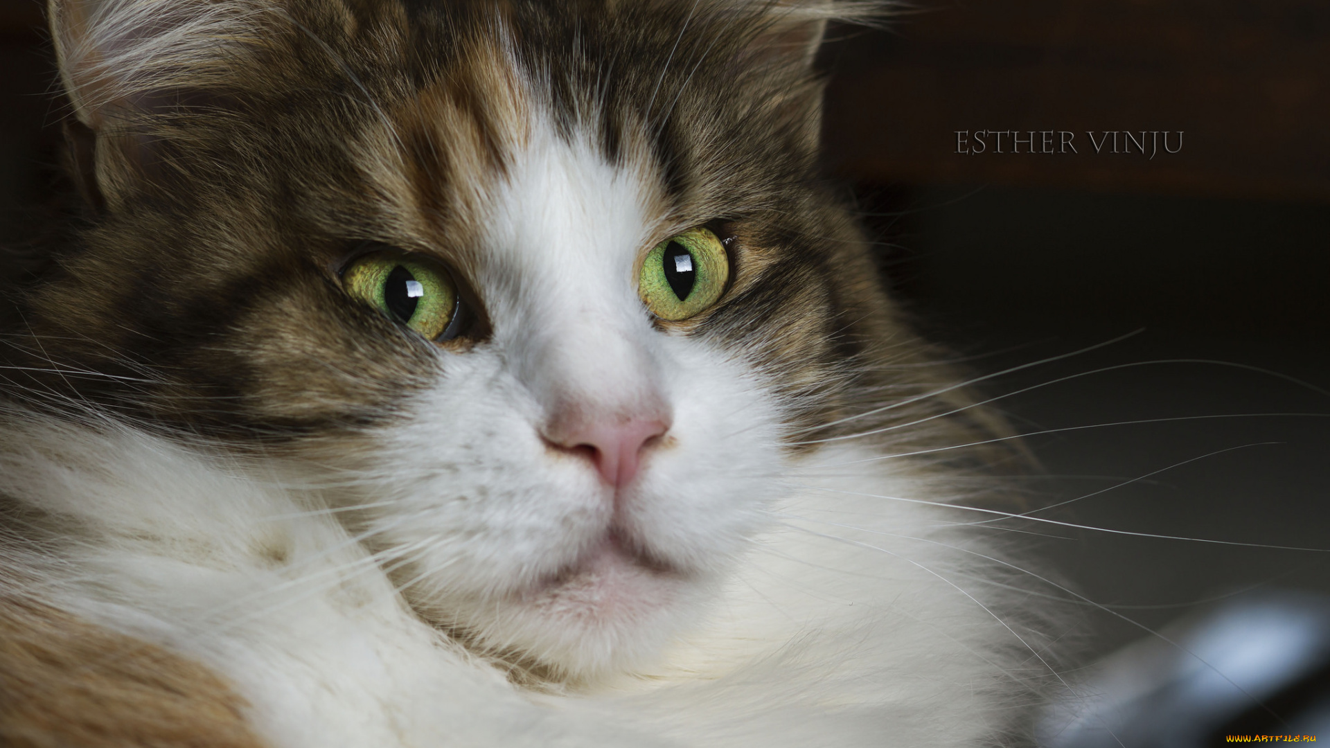 животные, коты, портрет, ушки, коте, взгляд, усы, киса