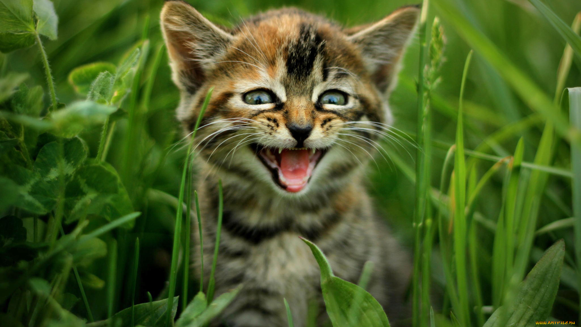 животные, коты, трава, котёнок, кот, природа