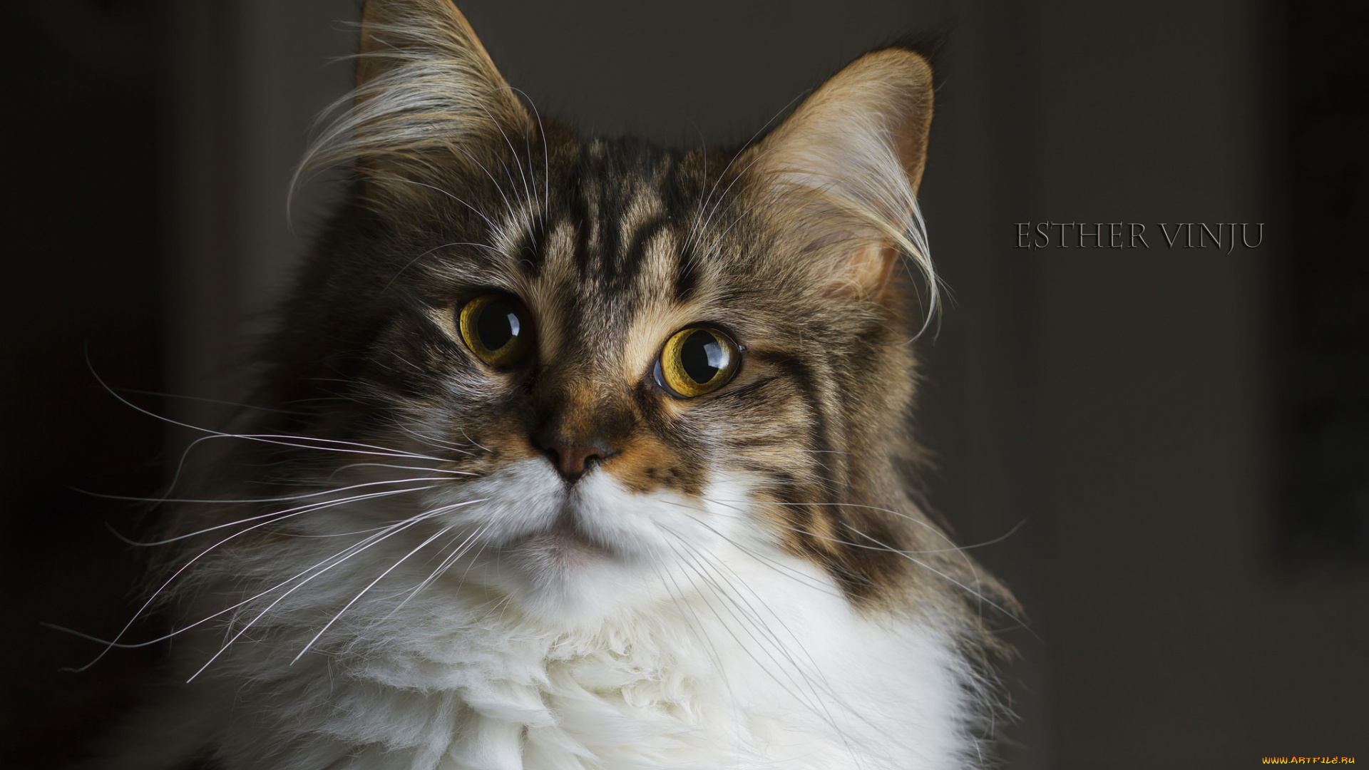 животные, коты, ушки, глаза, взгляд, жёлтые, кот