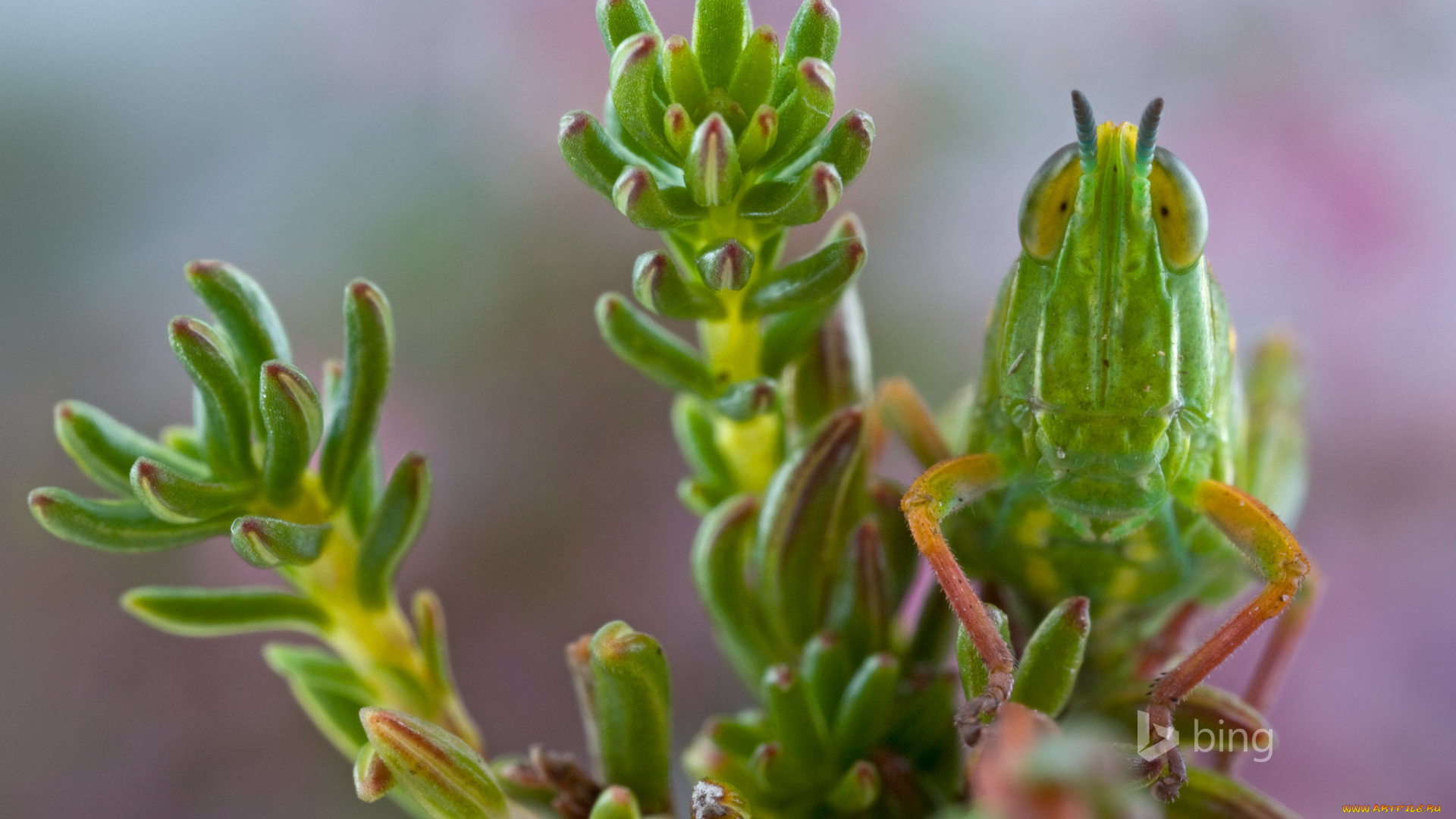 животные, кузнечики, , саранча, кузнечик, фон, насекомое, травинка, макро