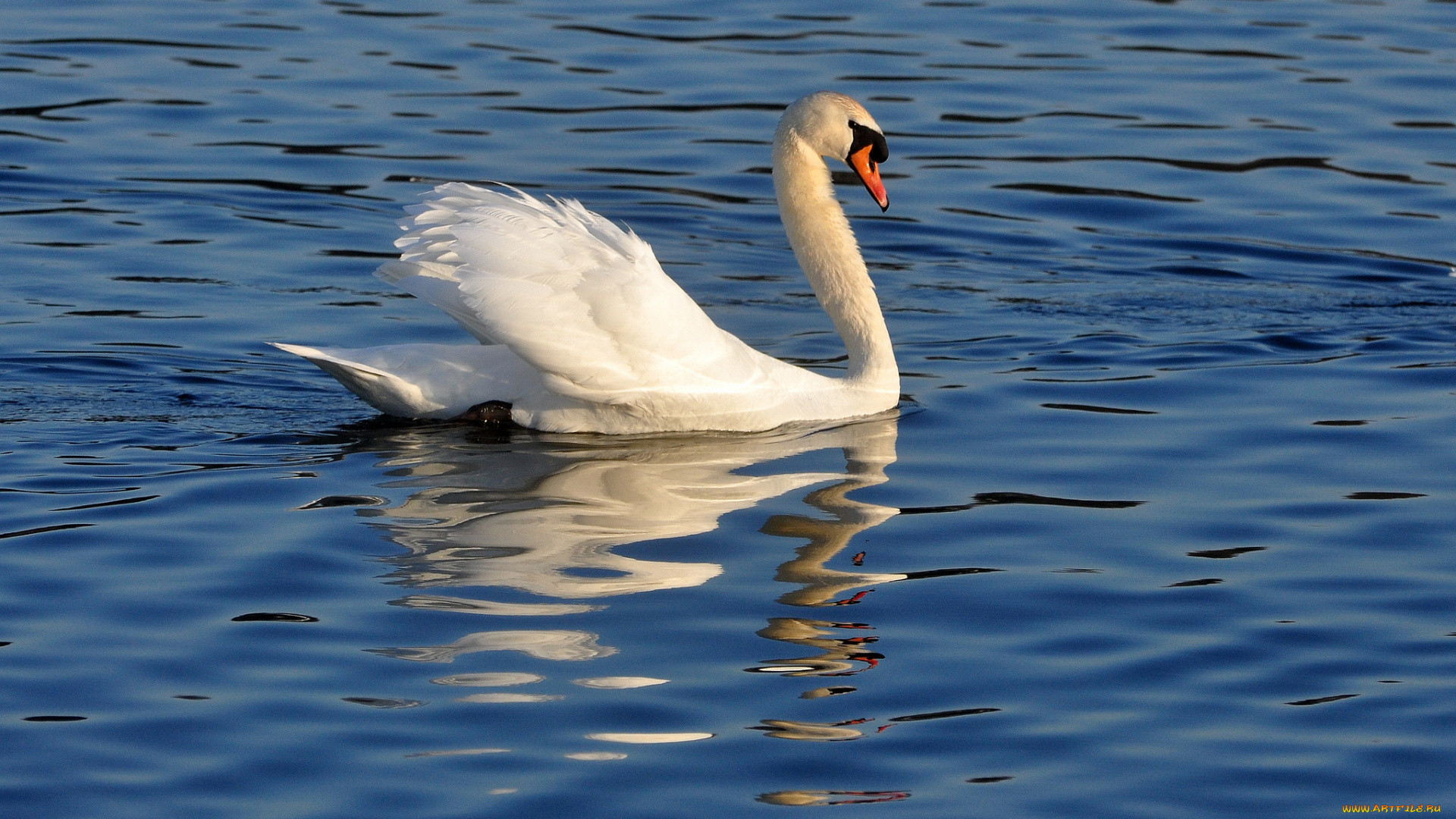 животные, лебеди, вода, плывёт, лебедь