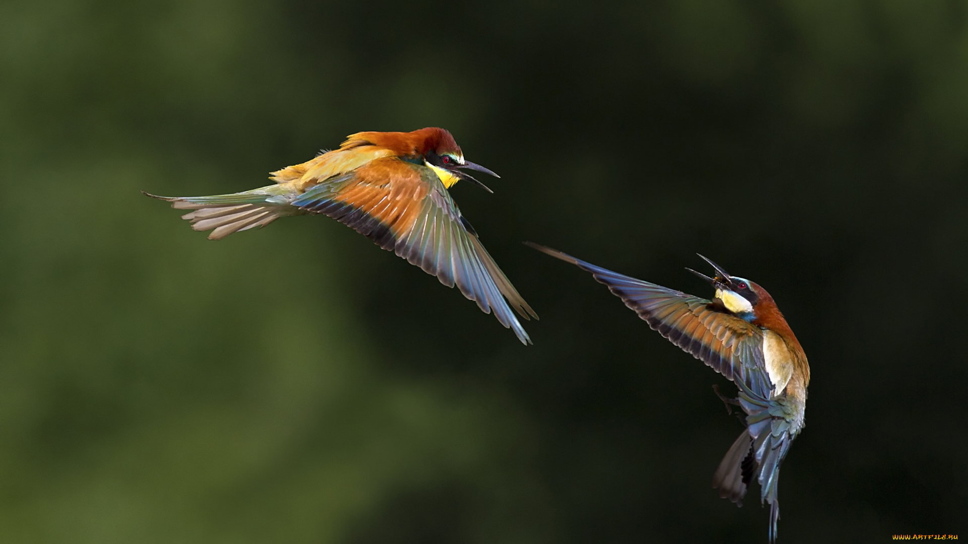 животные, птицы, боке, полёт