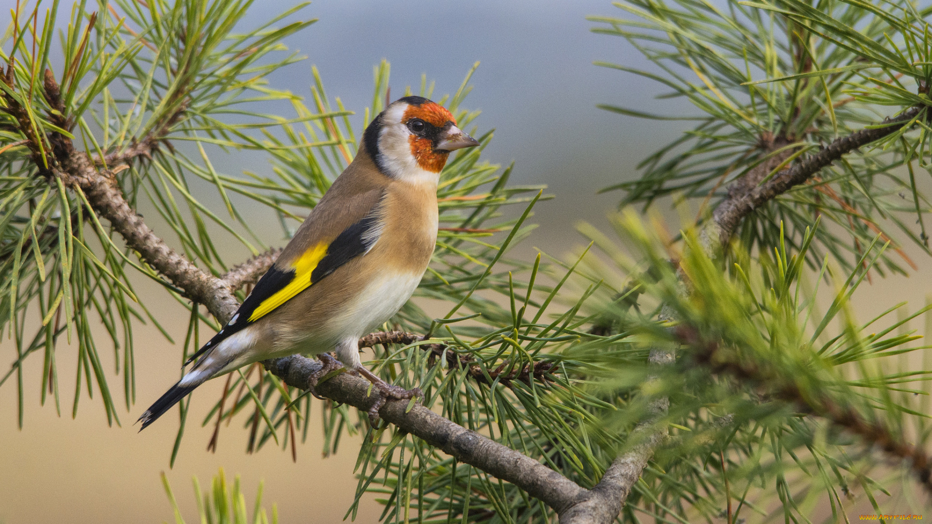 животные, птицы, птица, ветки