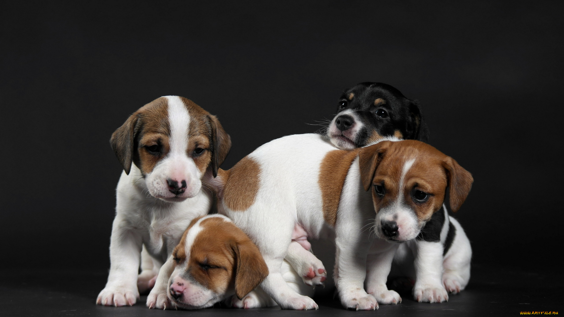 животные, собаки, фон, щенки