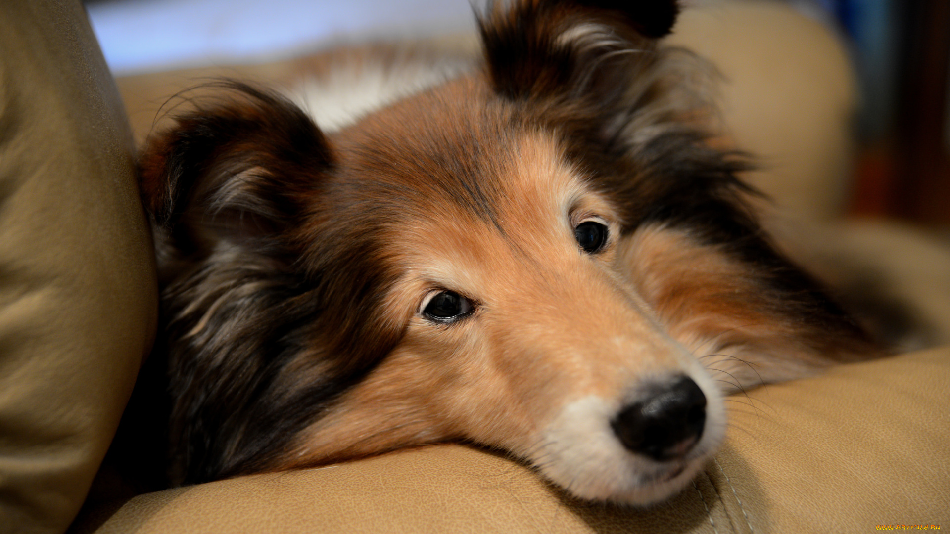 животные, собаки, нос, портрет, взгляд, пёс