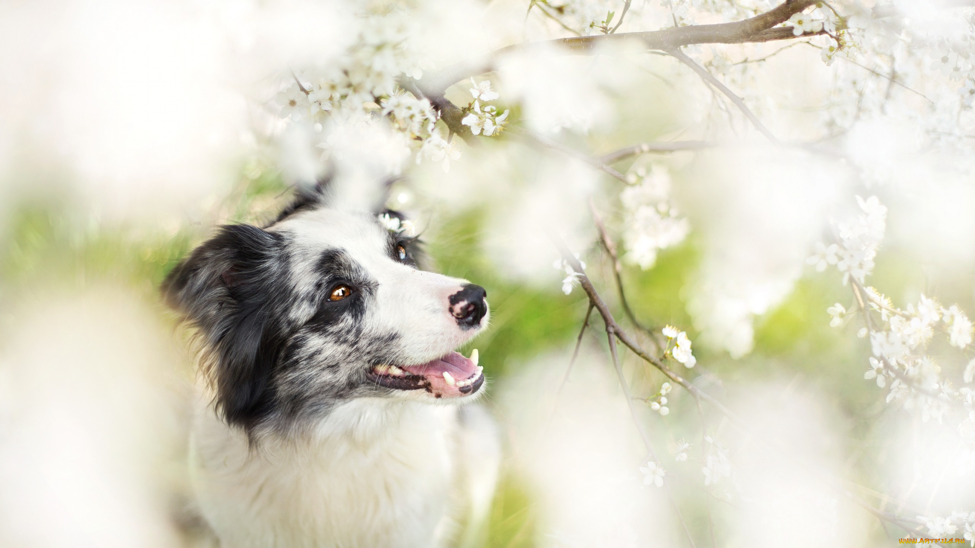 животные, собаки, сад, друг, взгляд, собака