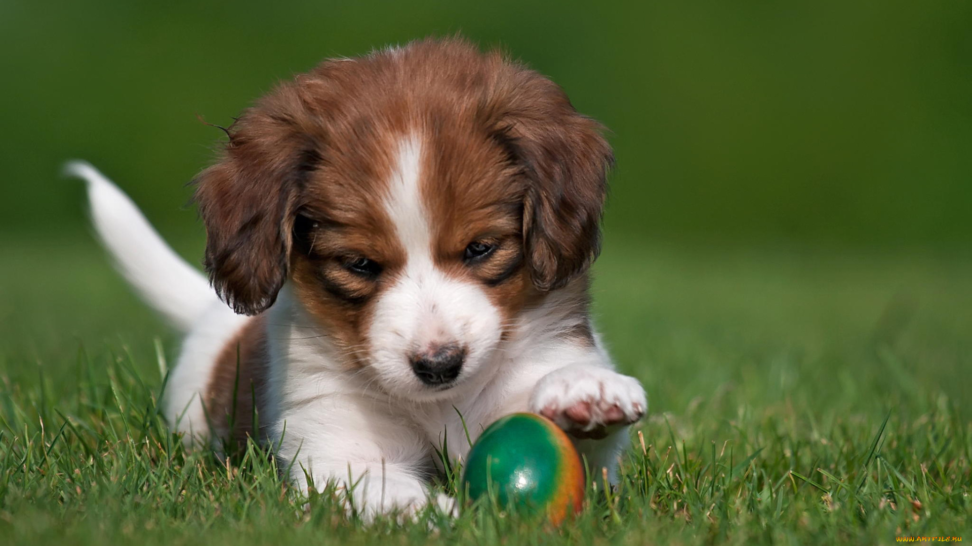 животные, собаки, щенок, собака, коикерхондье, мяч, игрушка, трава, природа