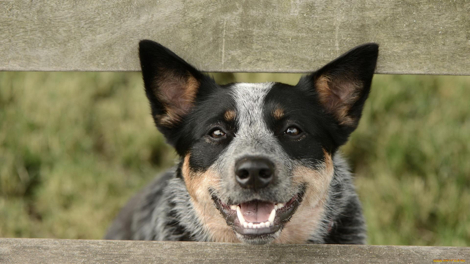 животные, собаки, взгляд, собака