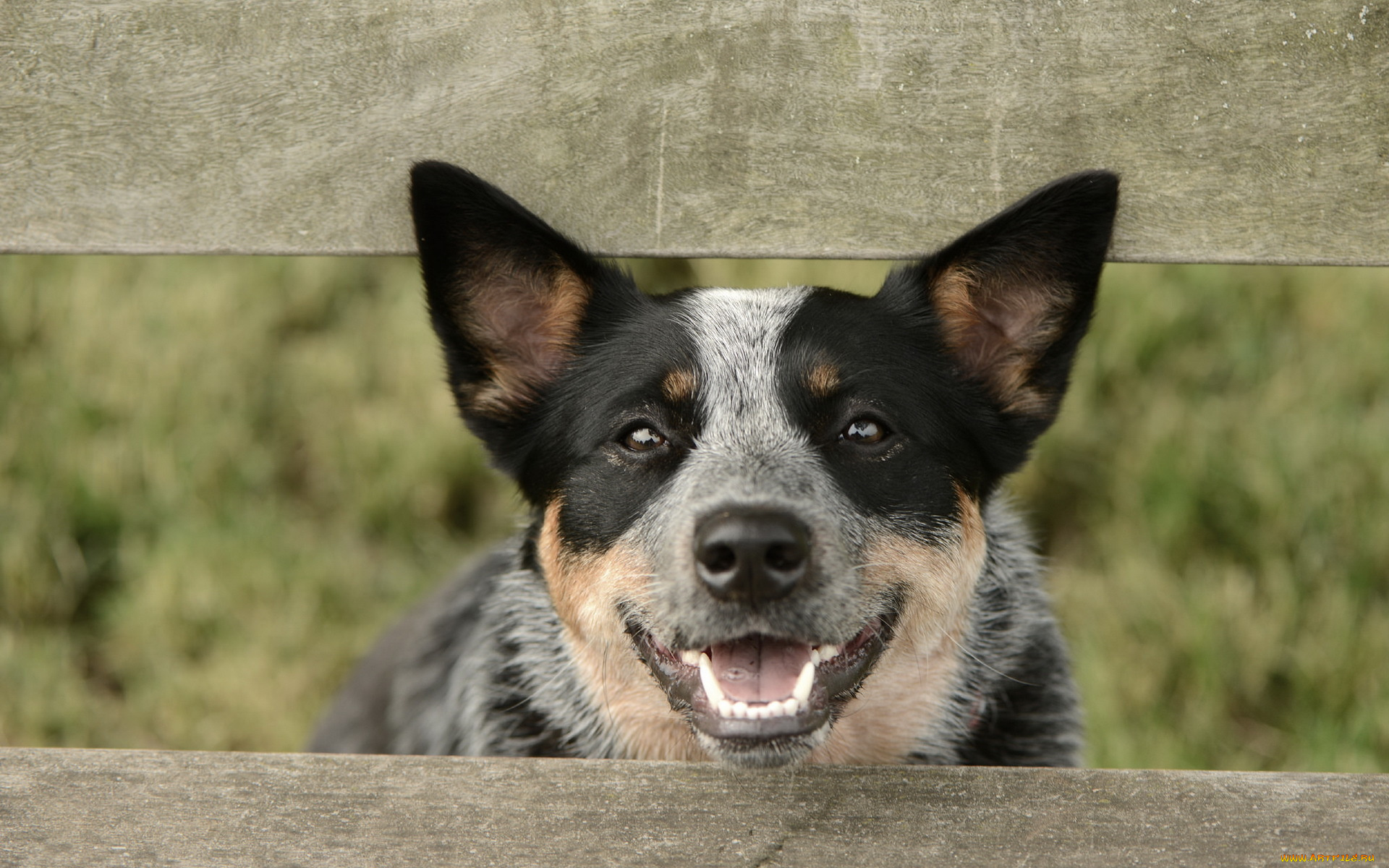 животные, собаки, взгляд, собака
