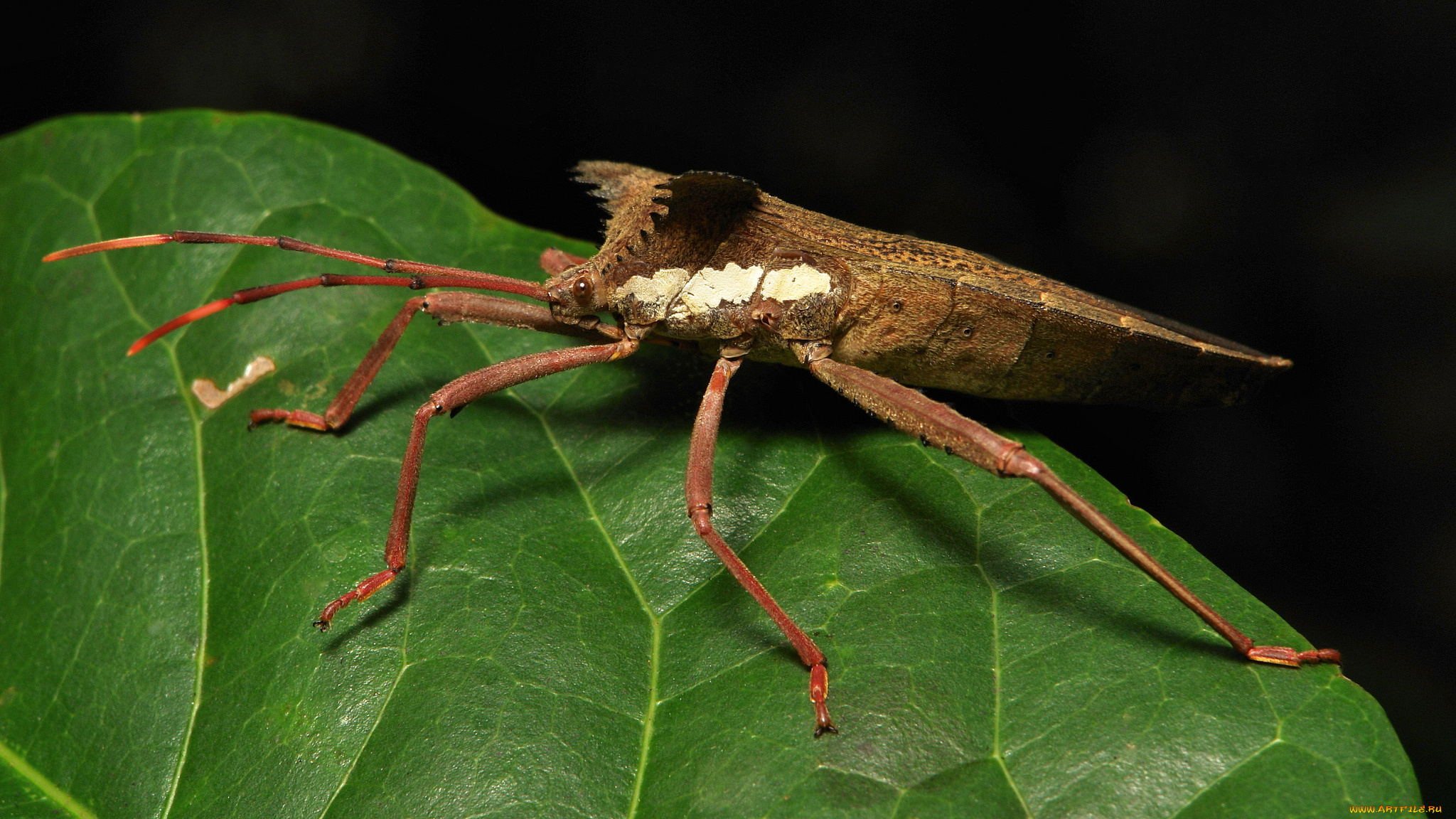 животные, насекомые, лист, клоп, itchydogimages, макро