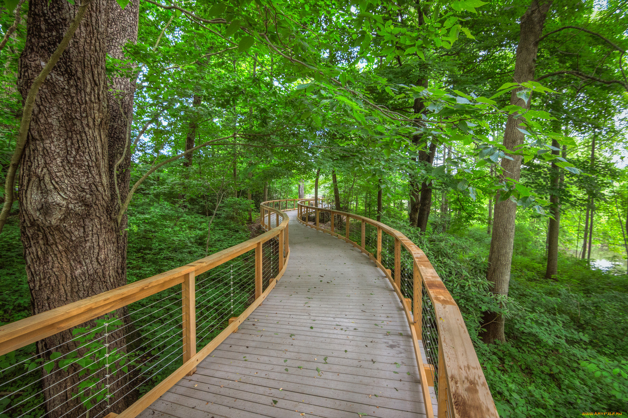 природа, дороги, мостик, лес