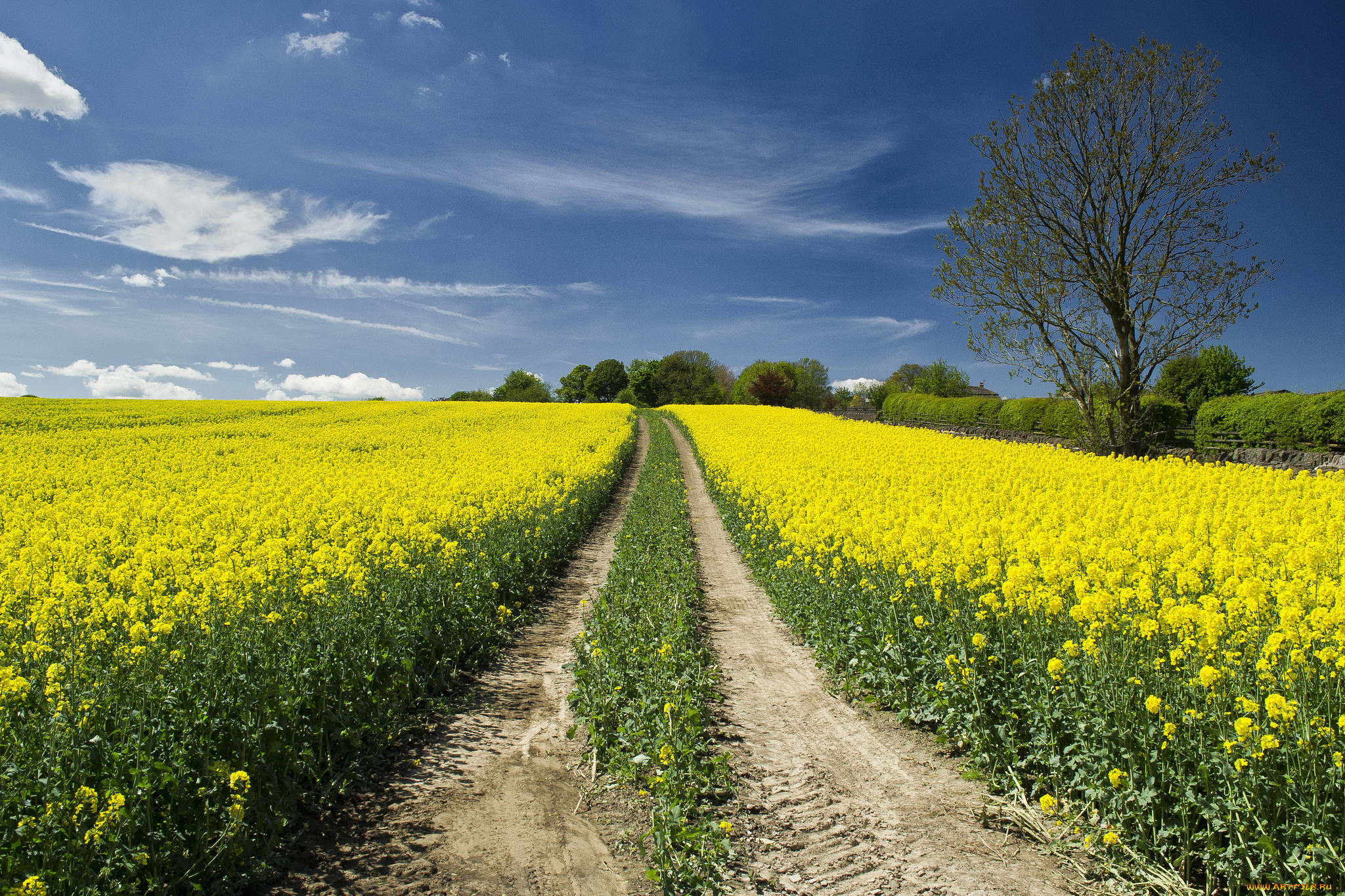 природа, дороги, поле, цветы, тракт