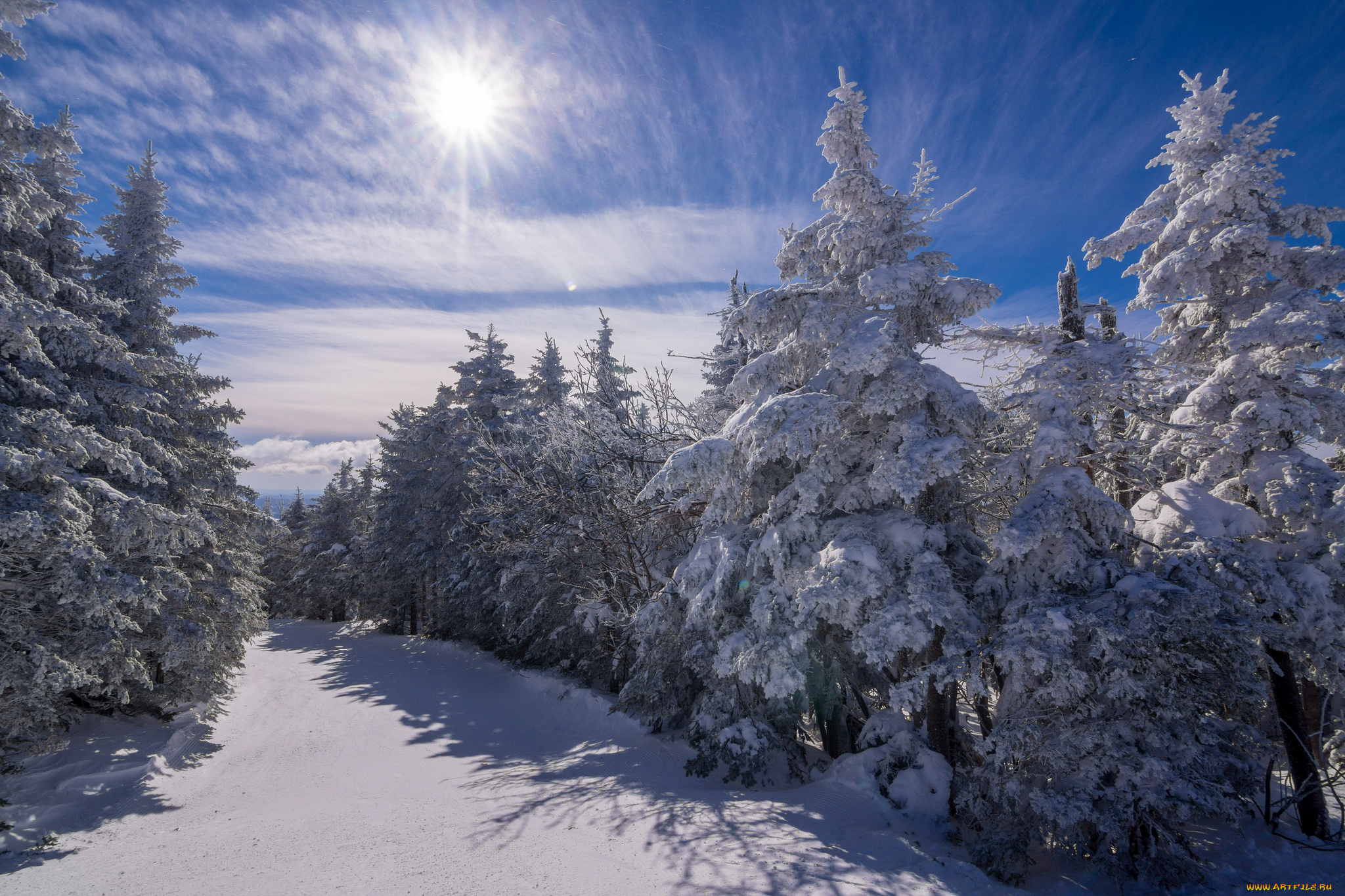 природа, зима, снег, ели, лес, солнце
