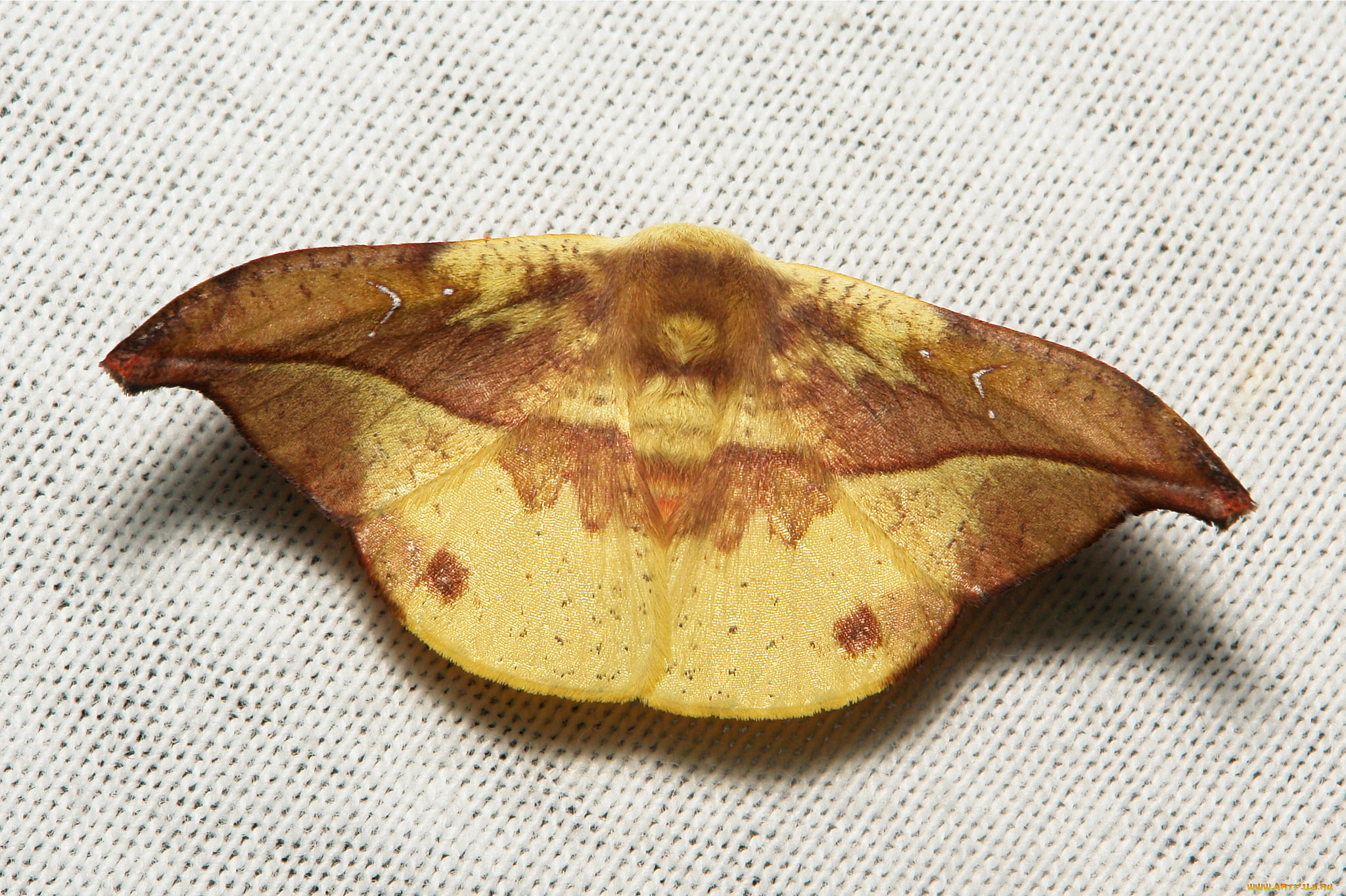 животные, бабочки, , мотыльки, , моли, насекомое, макро, мотылёк, itchydogimages