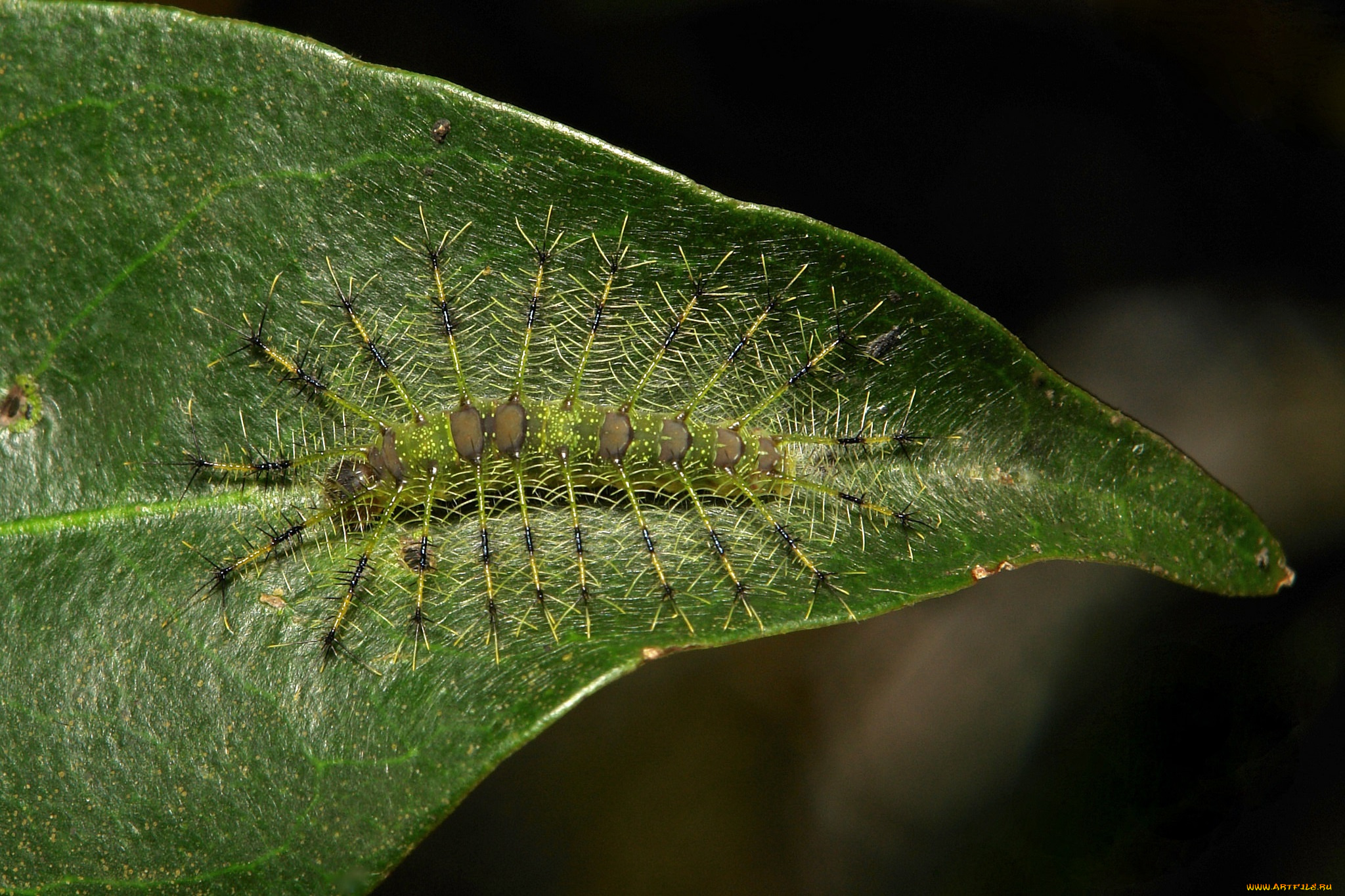 животные, гусеницы, itchydogimages, макро, лист, гусеница