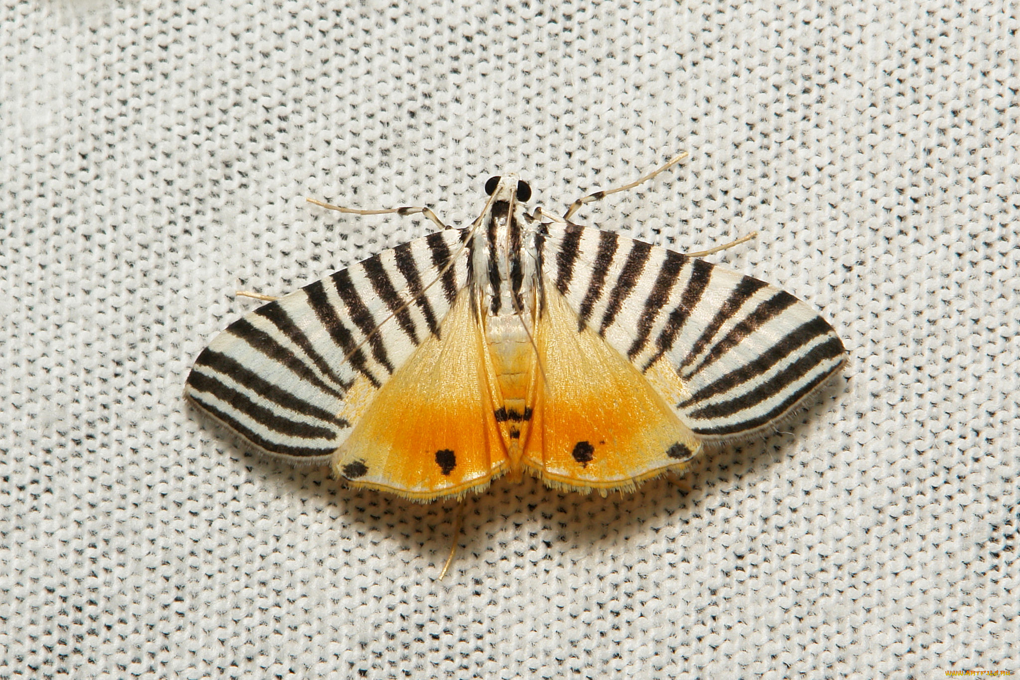 животные, бабочки, , мотыльки, , моли, мотылёк, моль, макро, itchydogimages