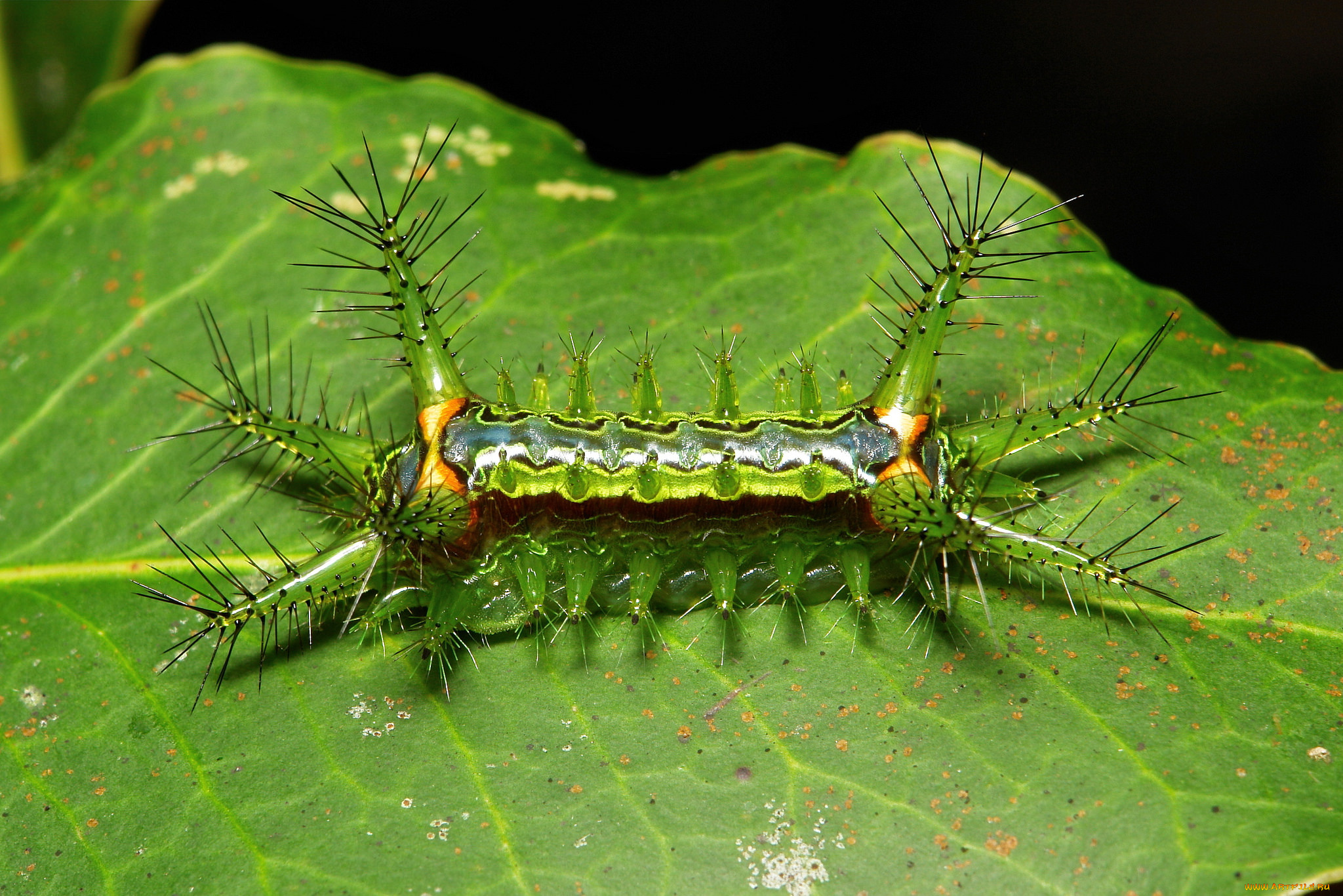 животные, гусеницы, лист, гусеница, макро, itchydogimages