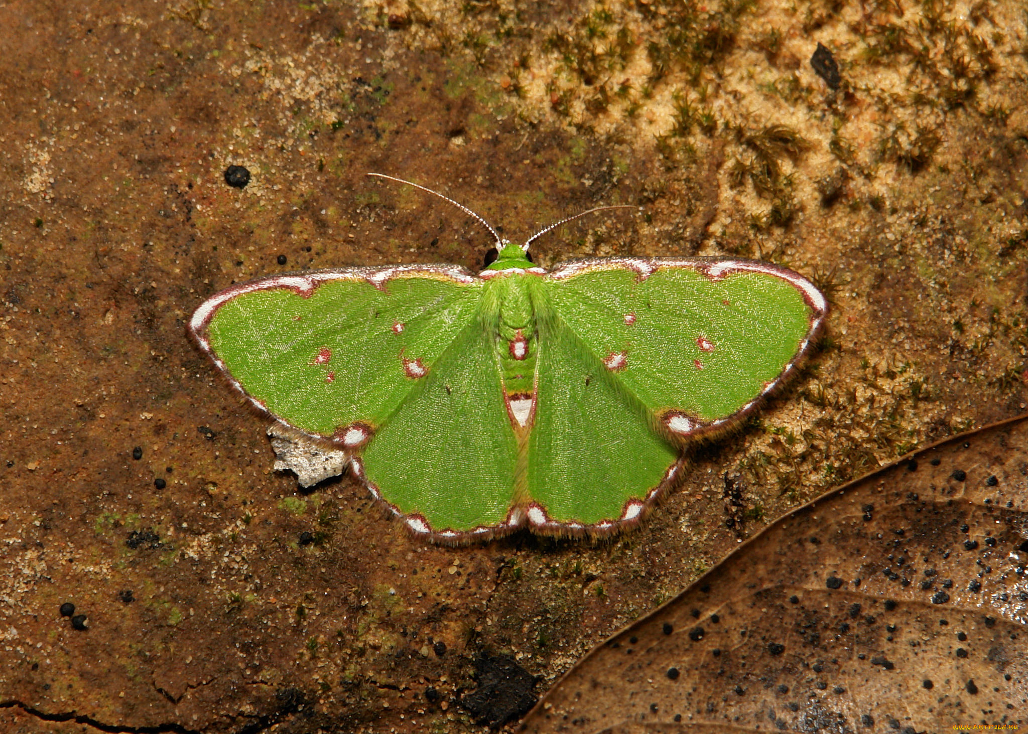 животные, бабочки, , мотыльки, , моли, макро, зелёный, мотылёк, itchydogimages, насекомое