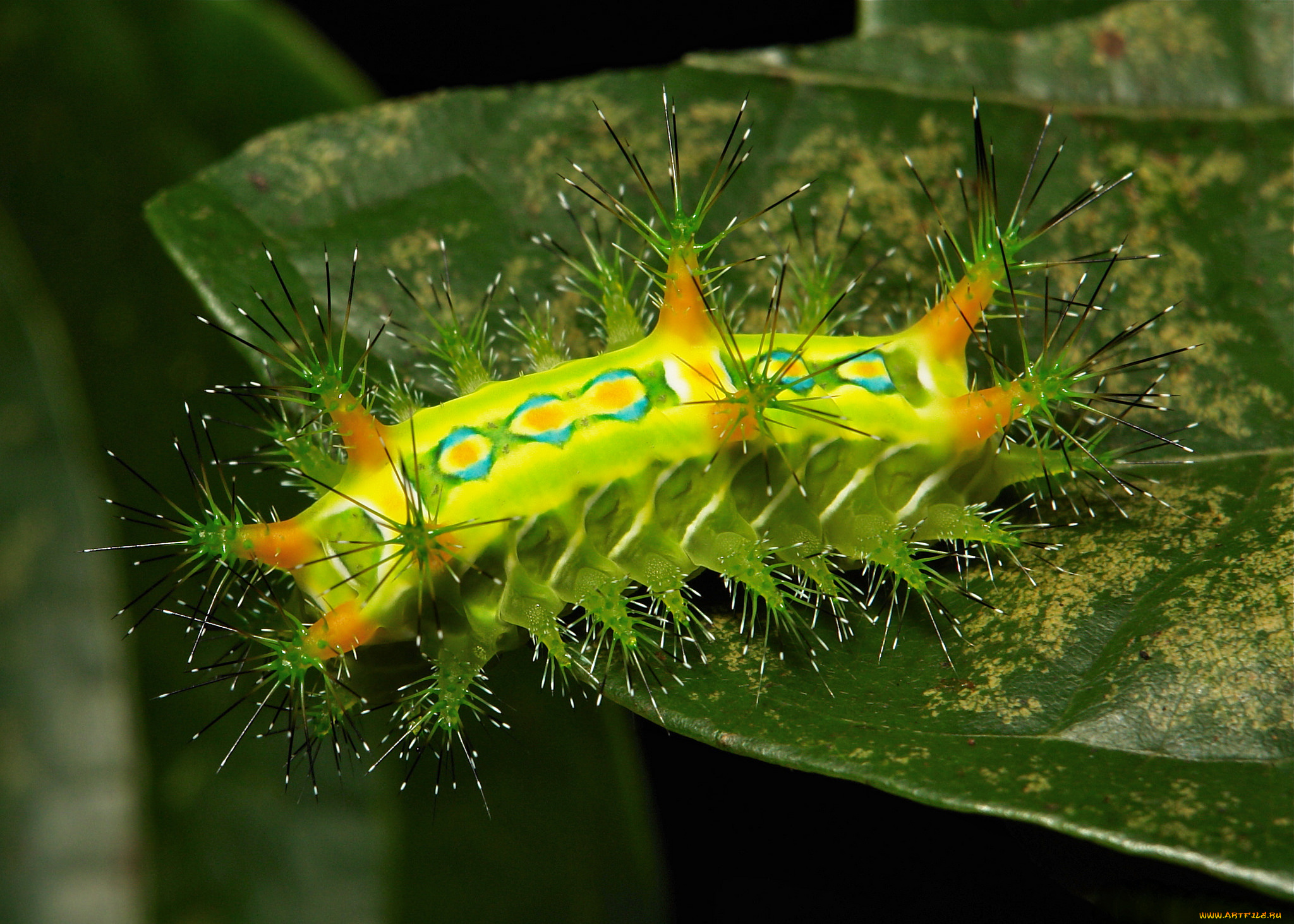 животные, гусеницы, лист, гусеница, макро, itchydogimages