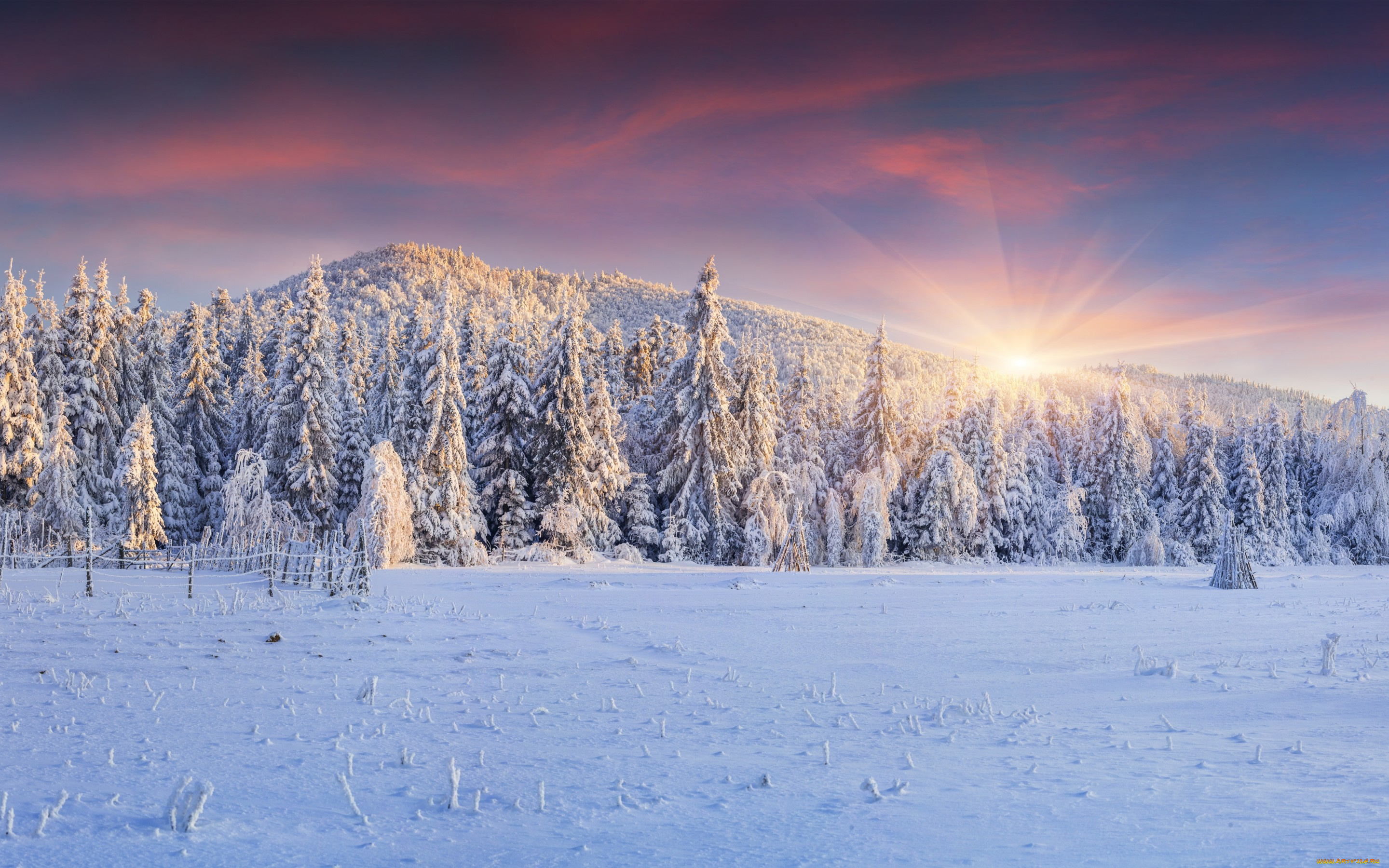 природа, зима, winter, landscape, snow, снег, елки