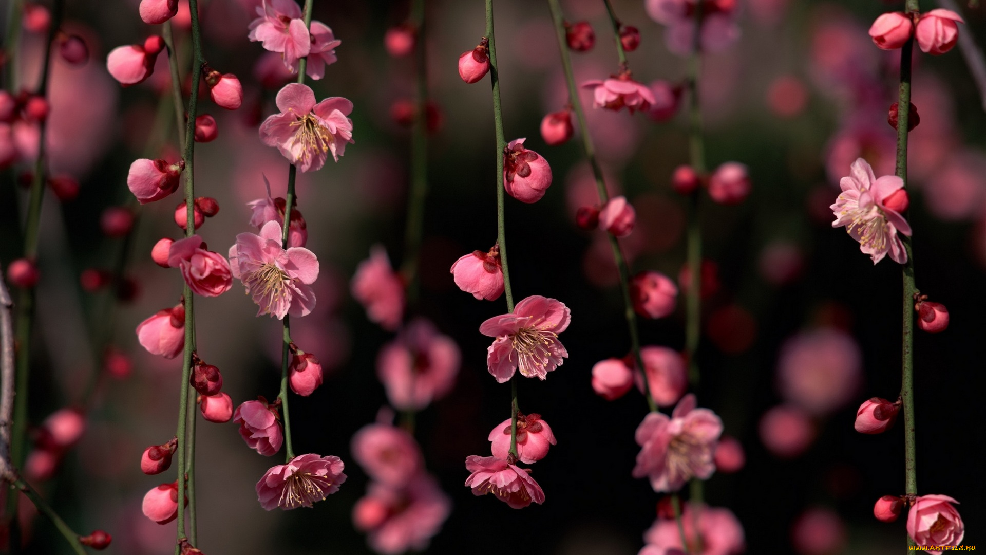 цветы, сакура, , вишня, ветки, весна, цветение