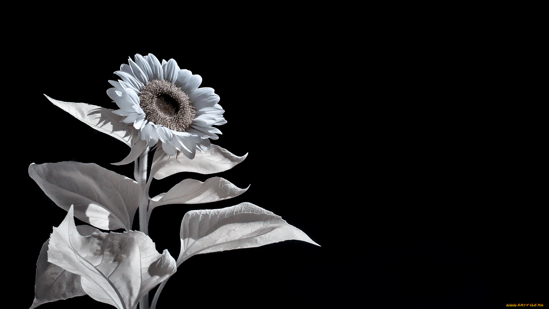 разное, компьютерный, дизайн, подсолнух